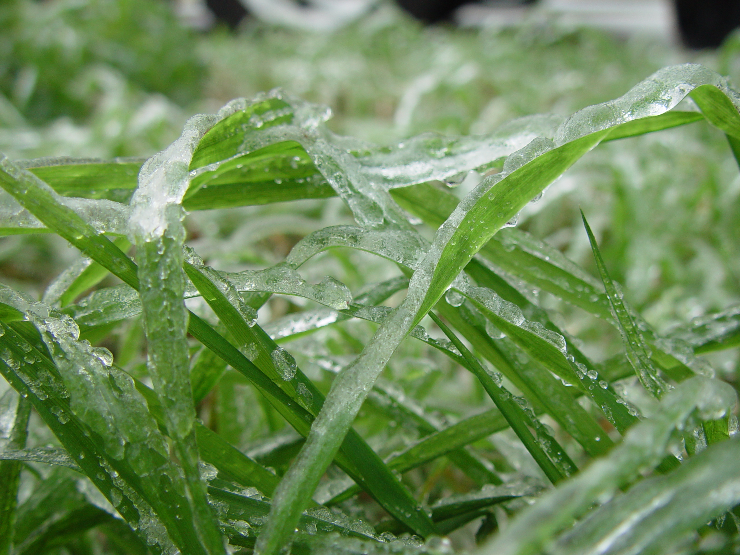 Austin Ice Storm