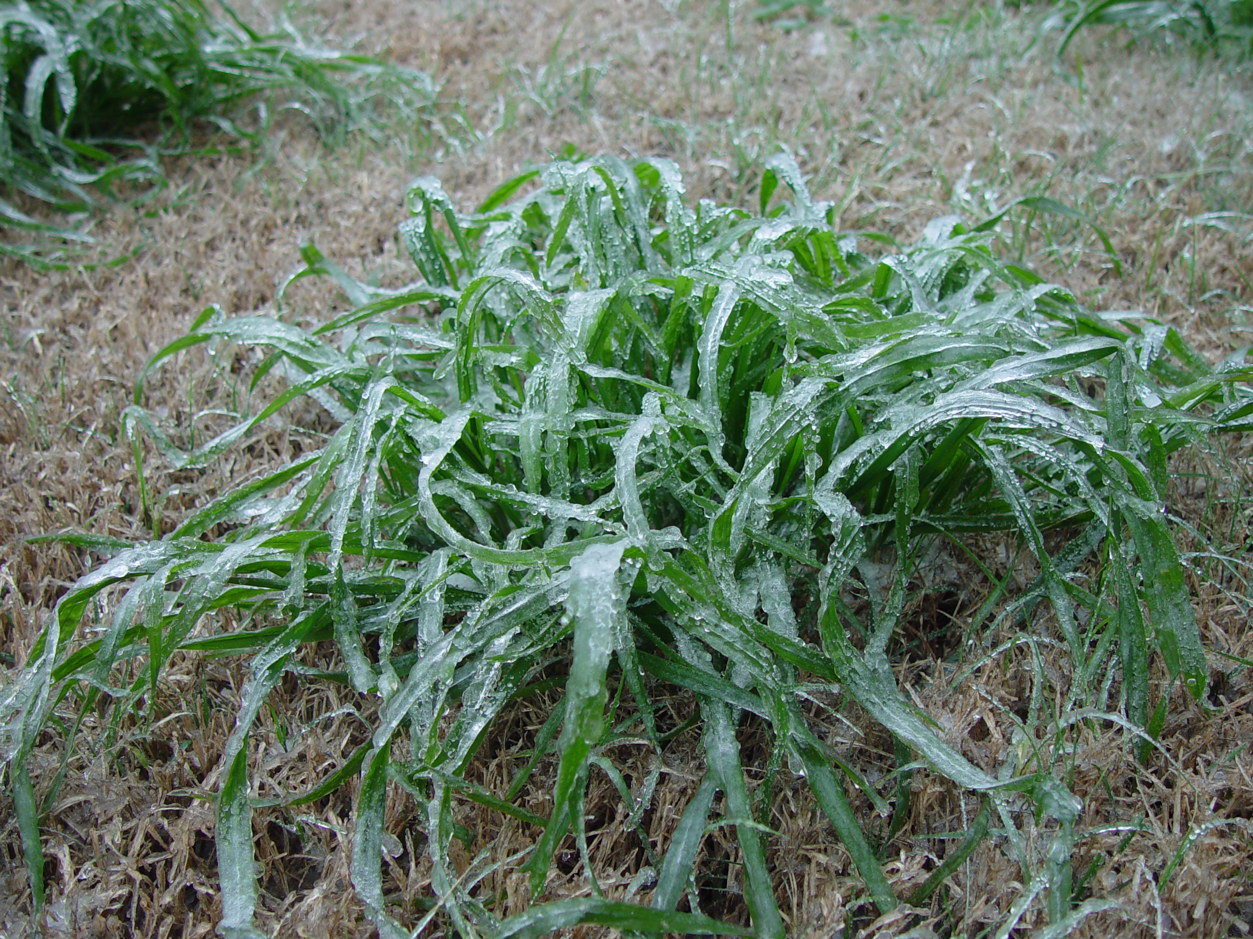 Austin Ice Storm