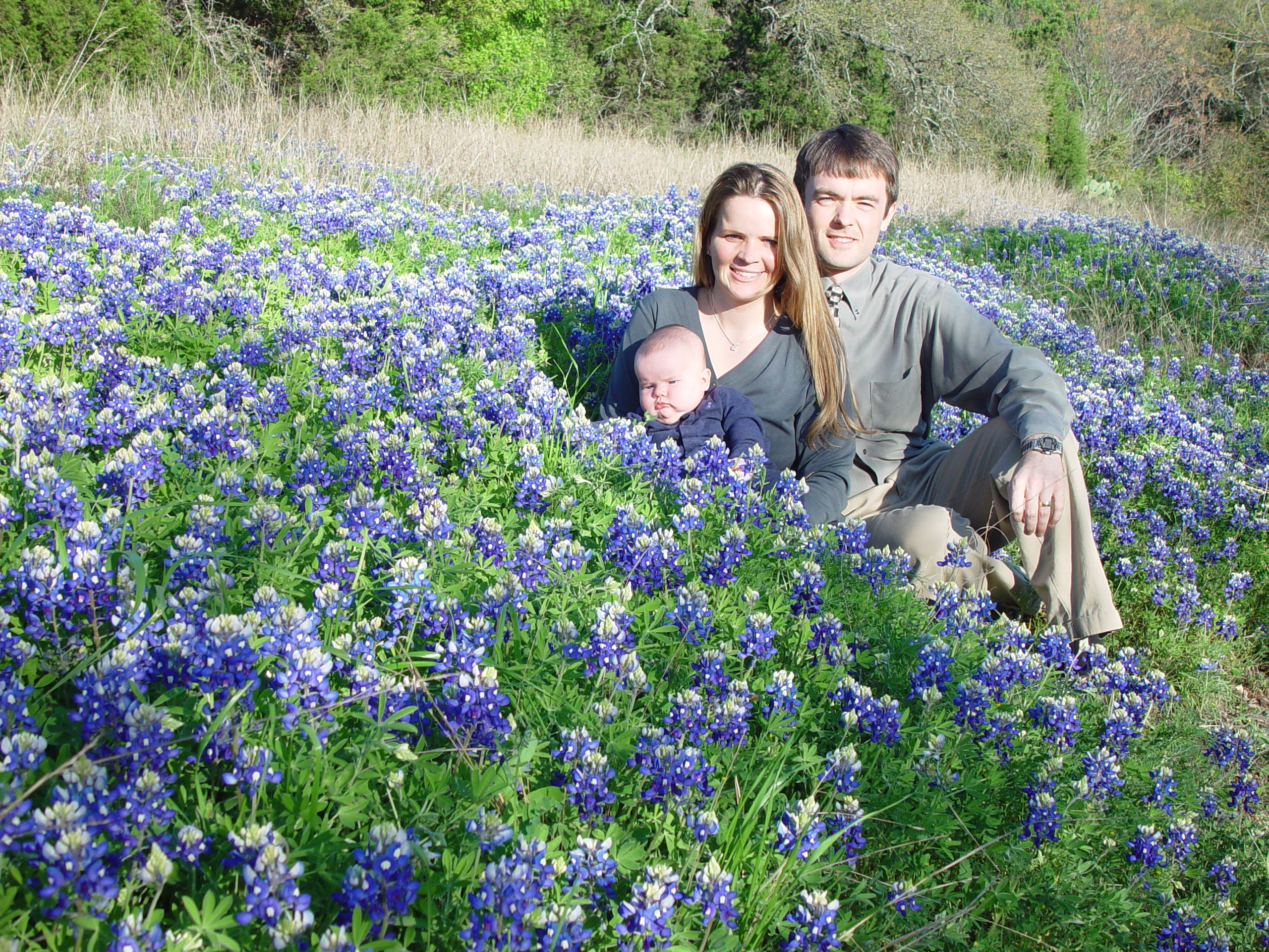 Texas Bluebonnets 2003