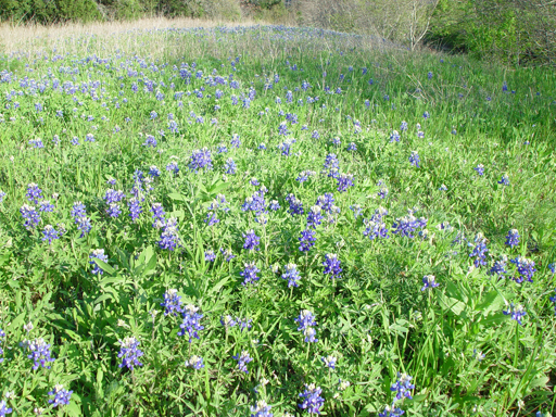 Texas Bluebonnets 2003