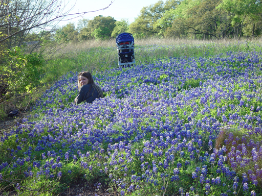 Texas Bluebonnets 2003