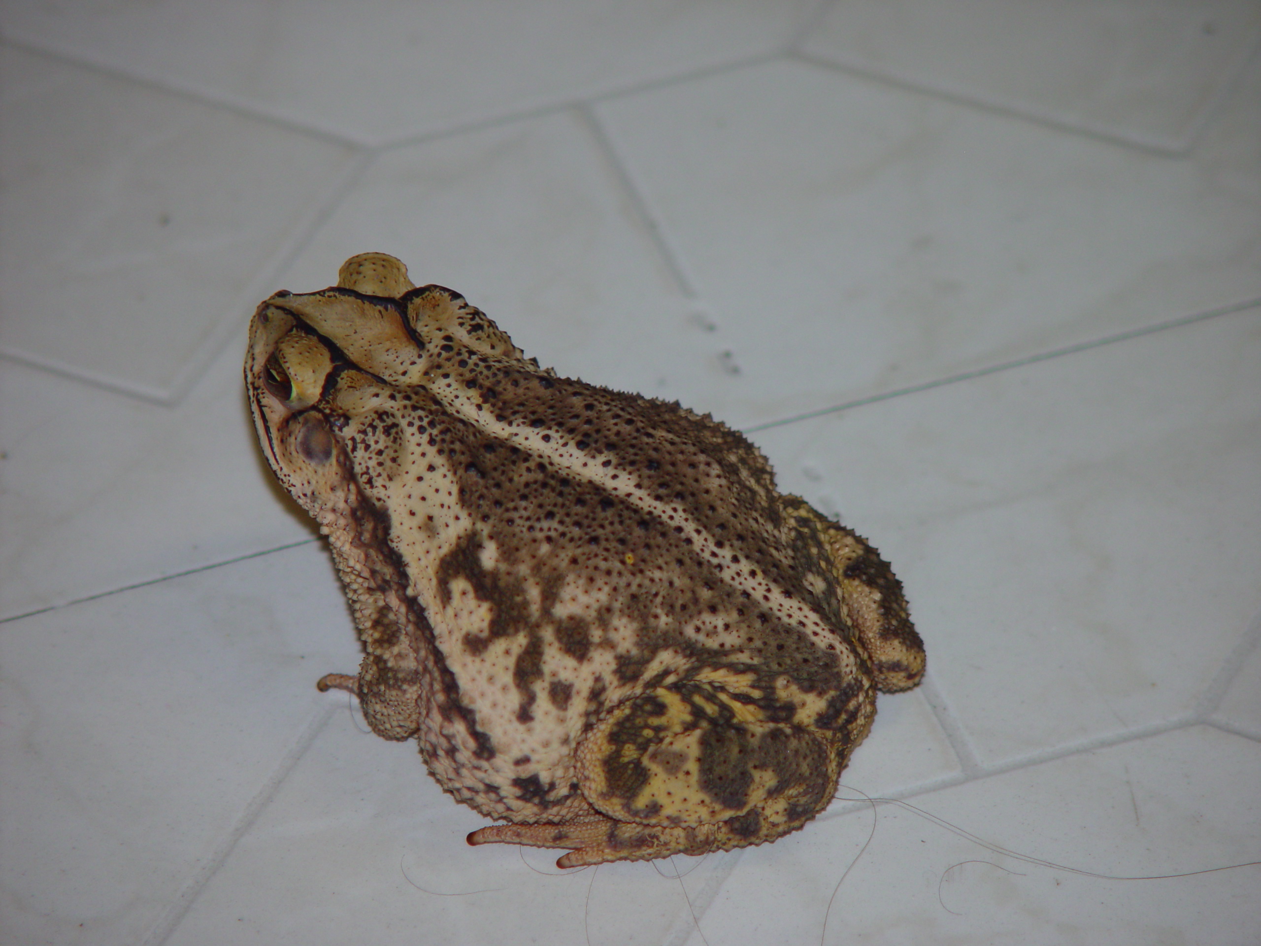 Our Pet Toad