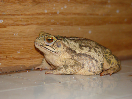 Our Pet Toad