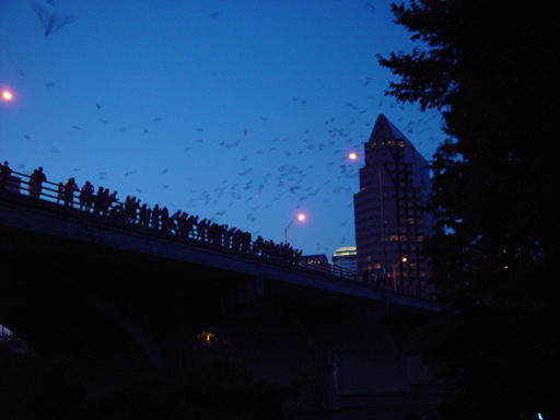 The World's Largest Urban Bat Colony