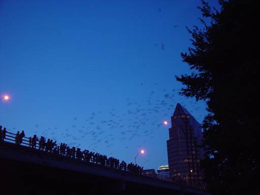The World's Largest Urban Bat Colony