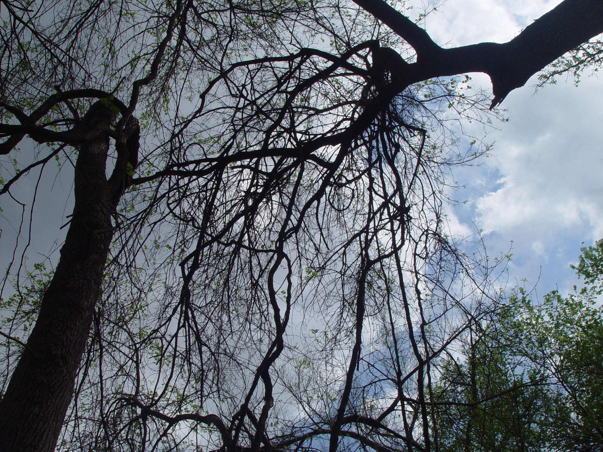 Varsity Scouts - Colorado Bend State Park