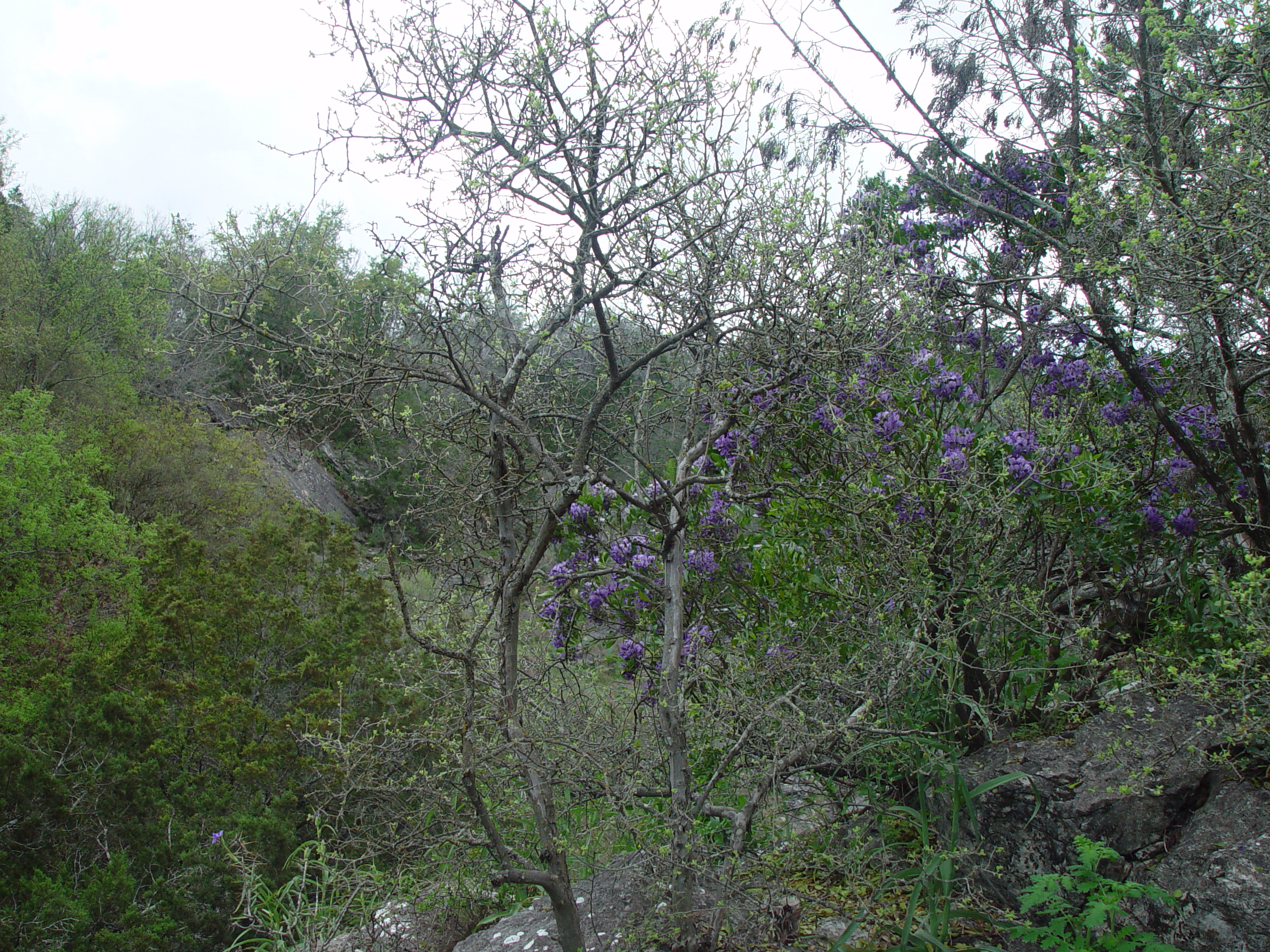 Varsity Scouts - Colorado Bend State Park