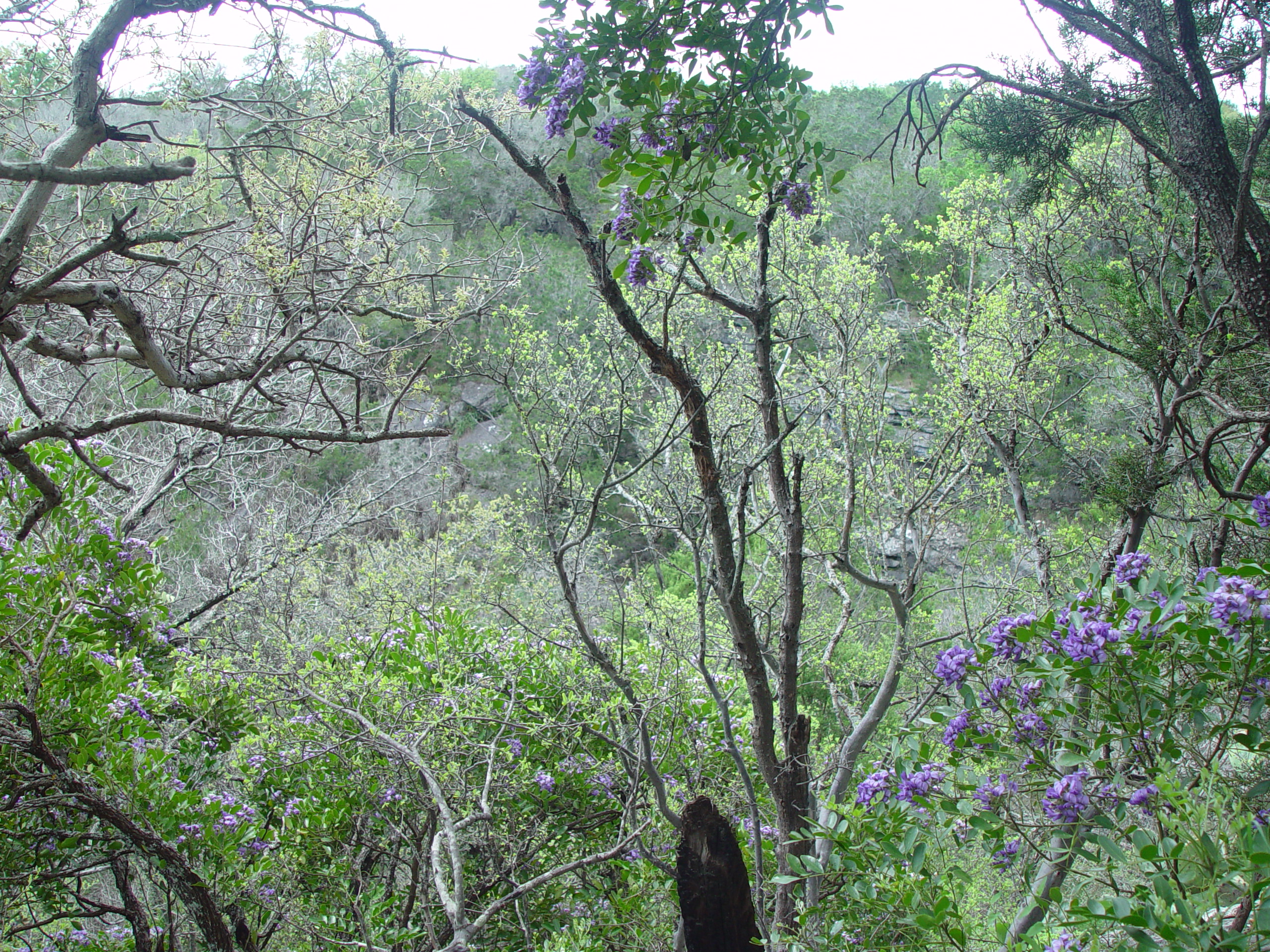 Varsity Scouts - Colorado Bend State Park