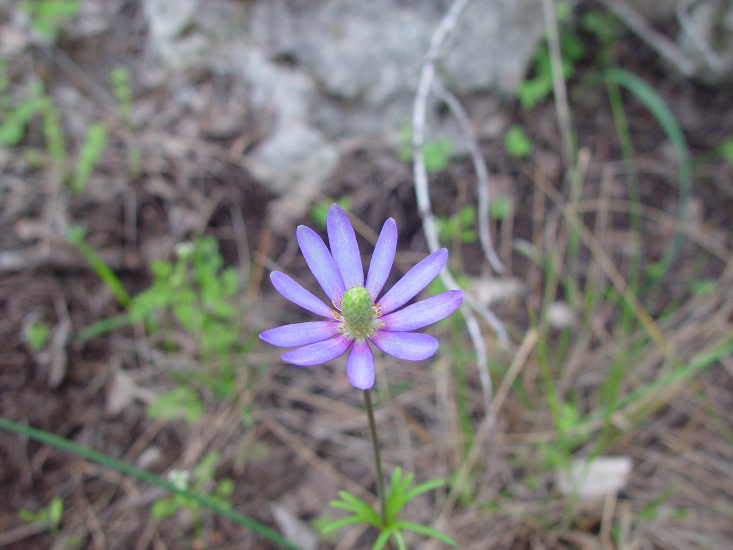 Varsity Scouts - Colorado Bend State Park