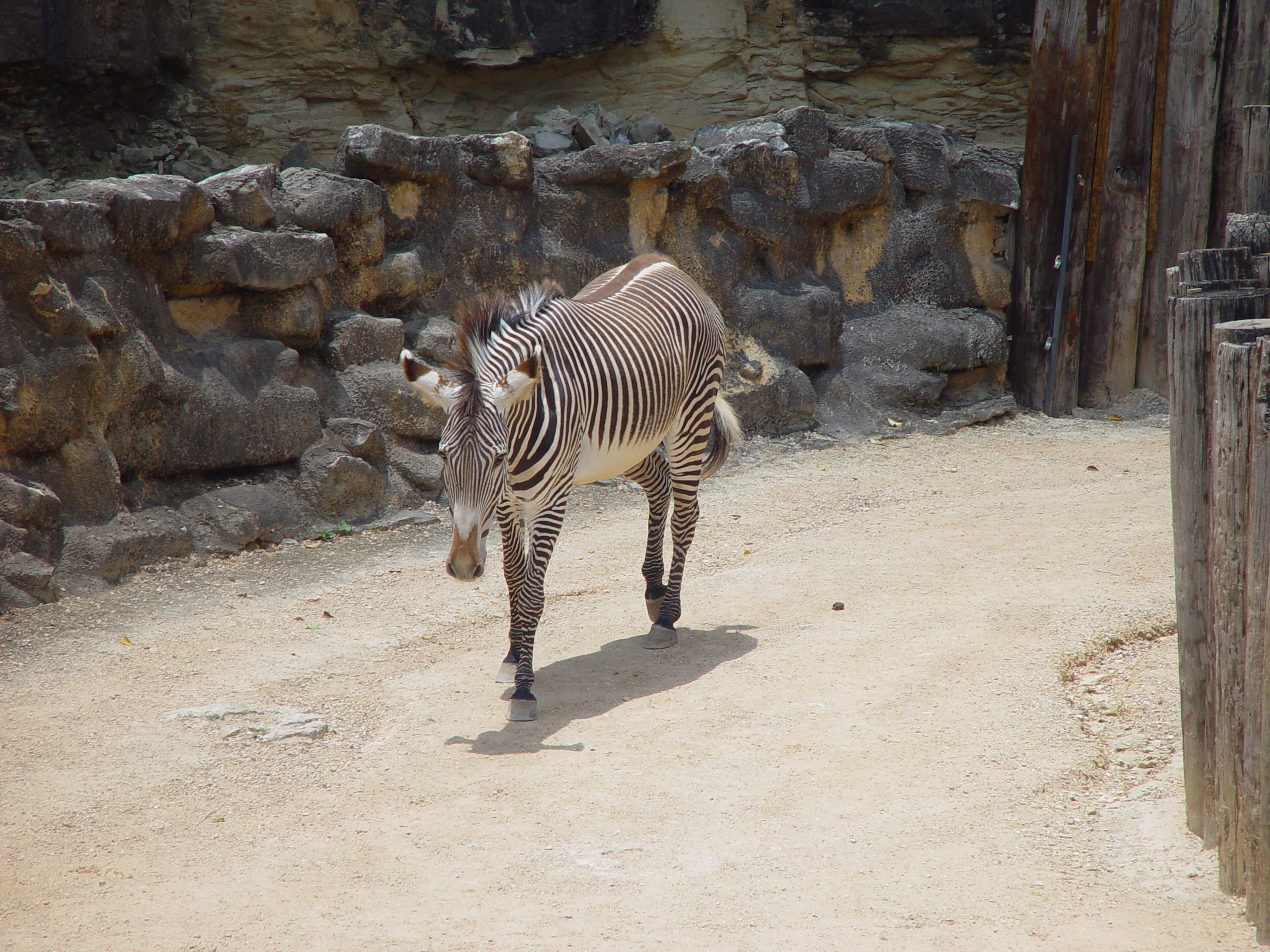 Zack's 1st trip to the Zoo (San Antonio Zoo)