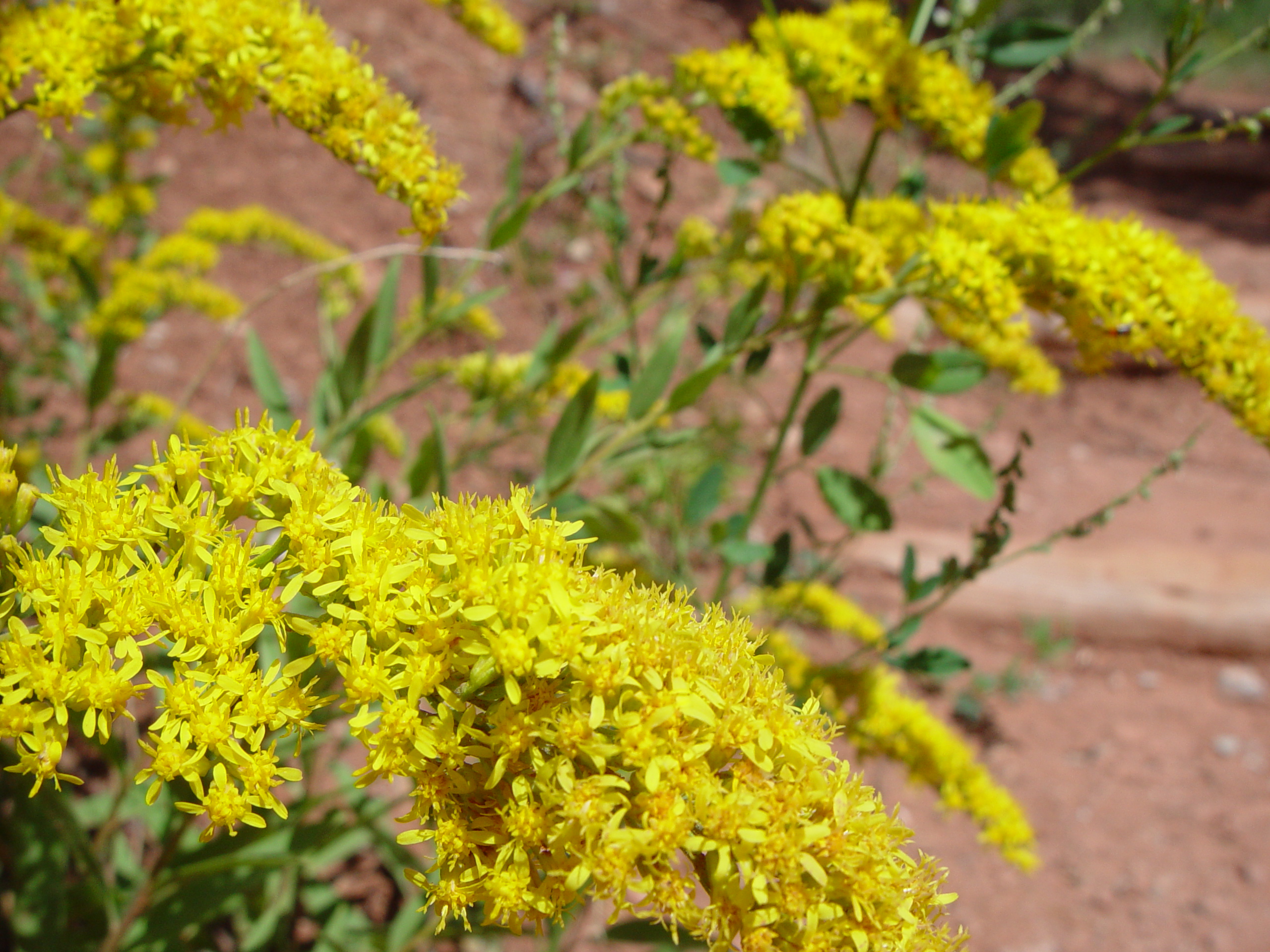 Fort Harmony, Kolob Canyon, Grandpa Palmer's Cabin (Southern Utah)