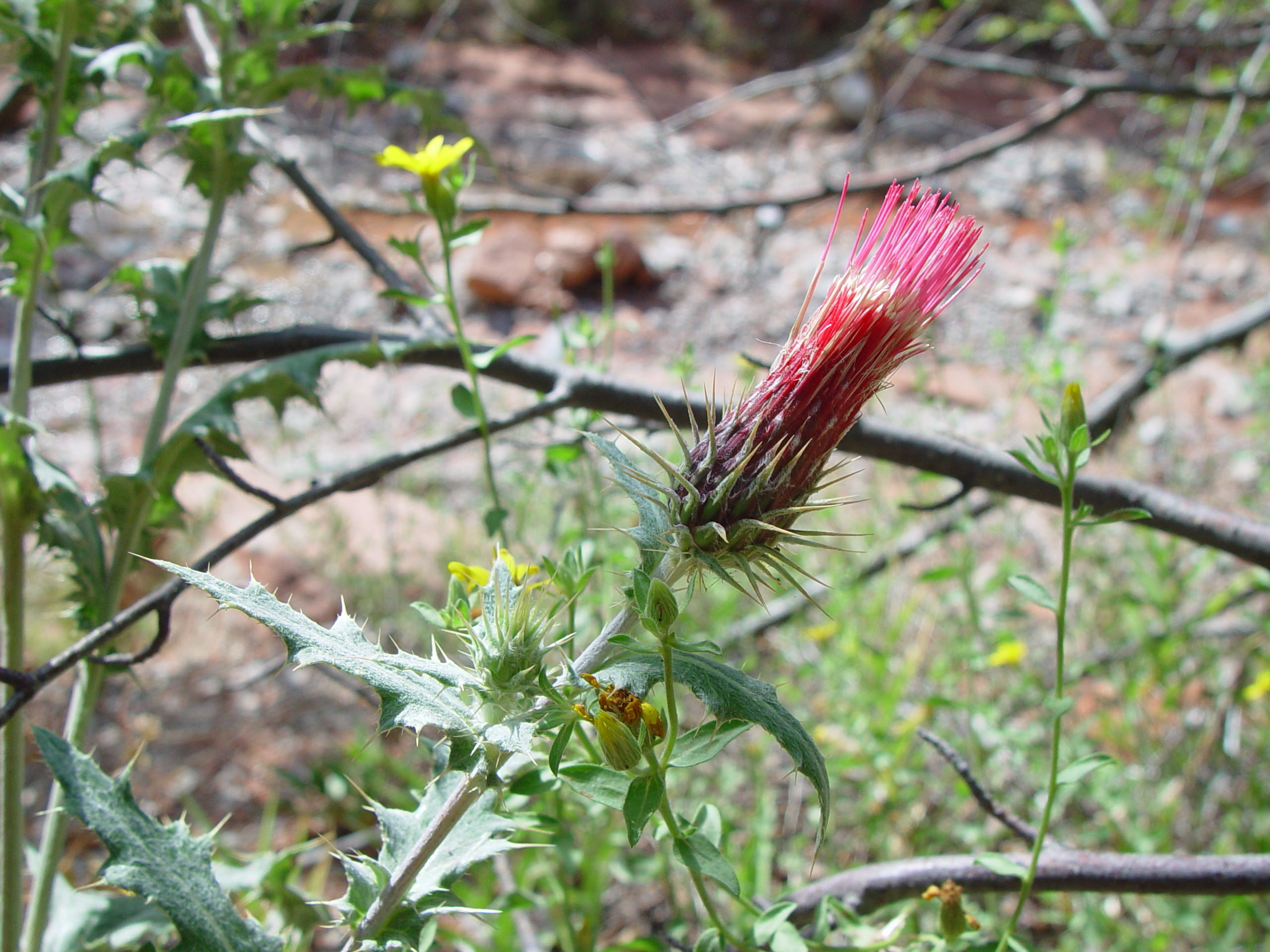 Fort Harmony, Kolob Canyon, Grandpa Palmer's Cabin (Southern Utah)