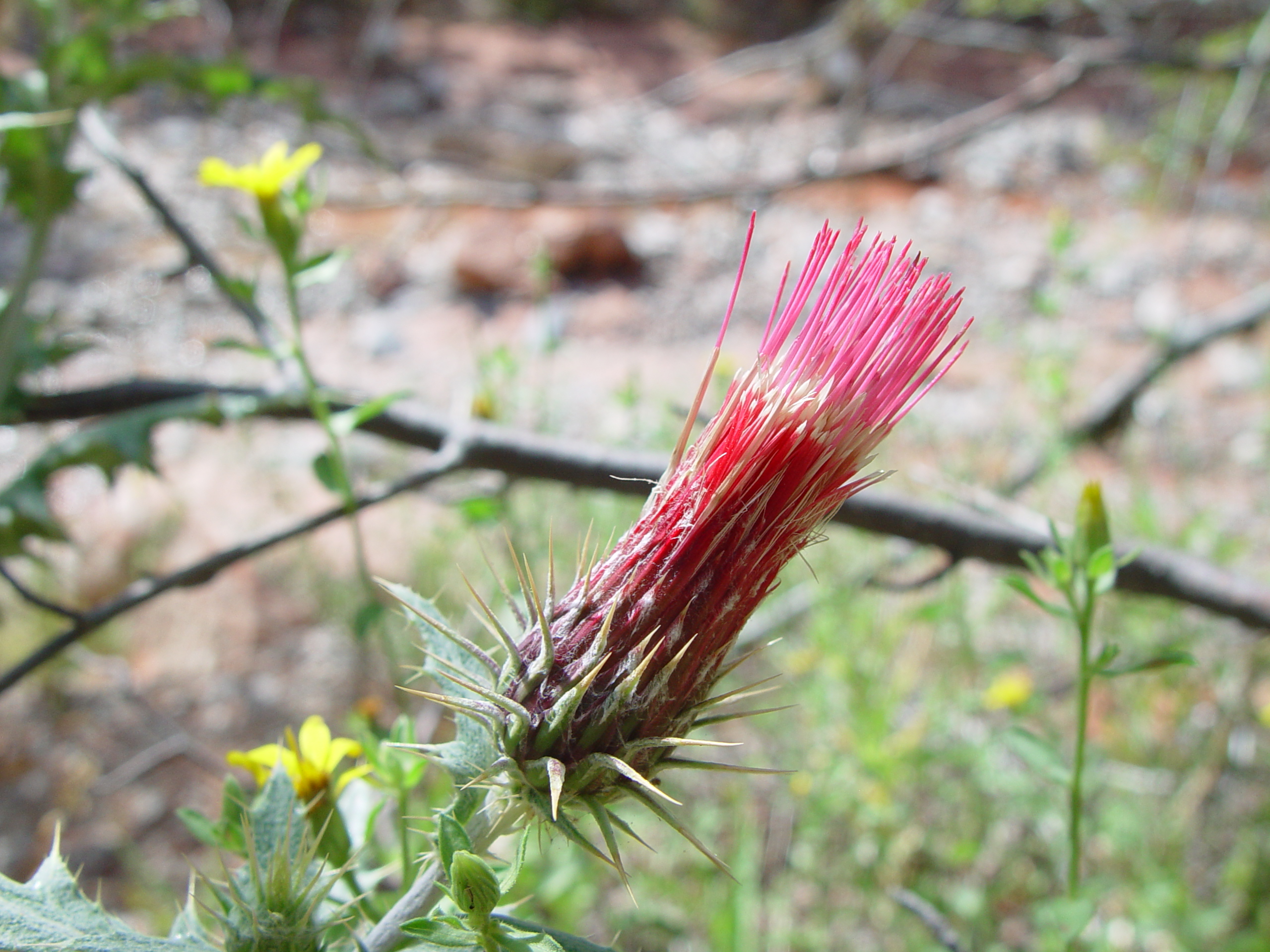 Fort Harmony, Kolob Canyon, Grandpa Palmer's Cabin (Southern Utah)