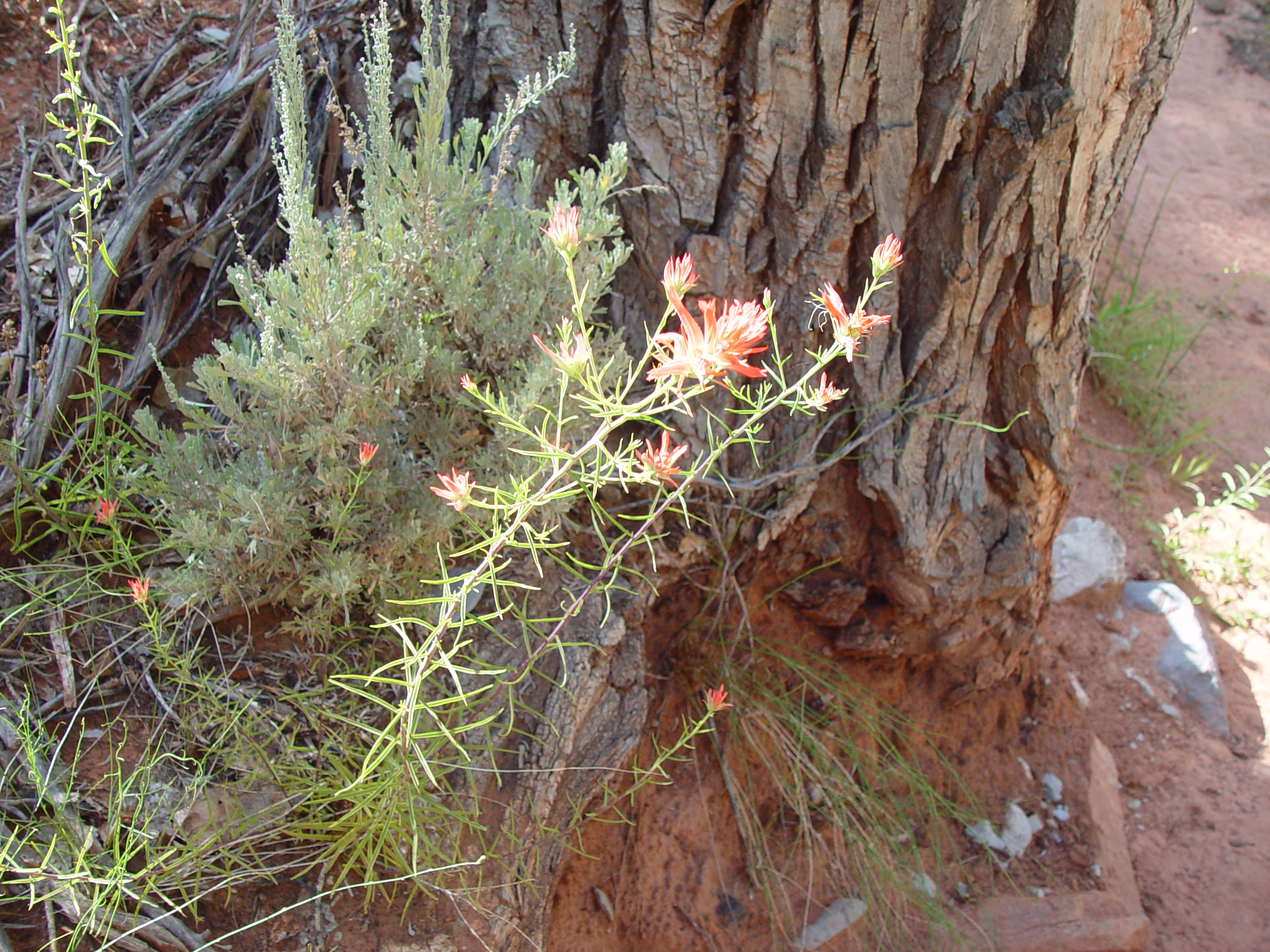 Fort Harmony, Kolob Canyon, Grandpa Palmer's Cabin (Southern Utah)