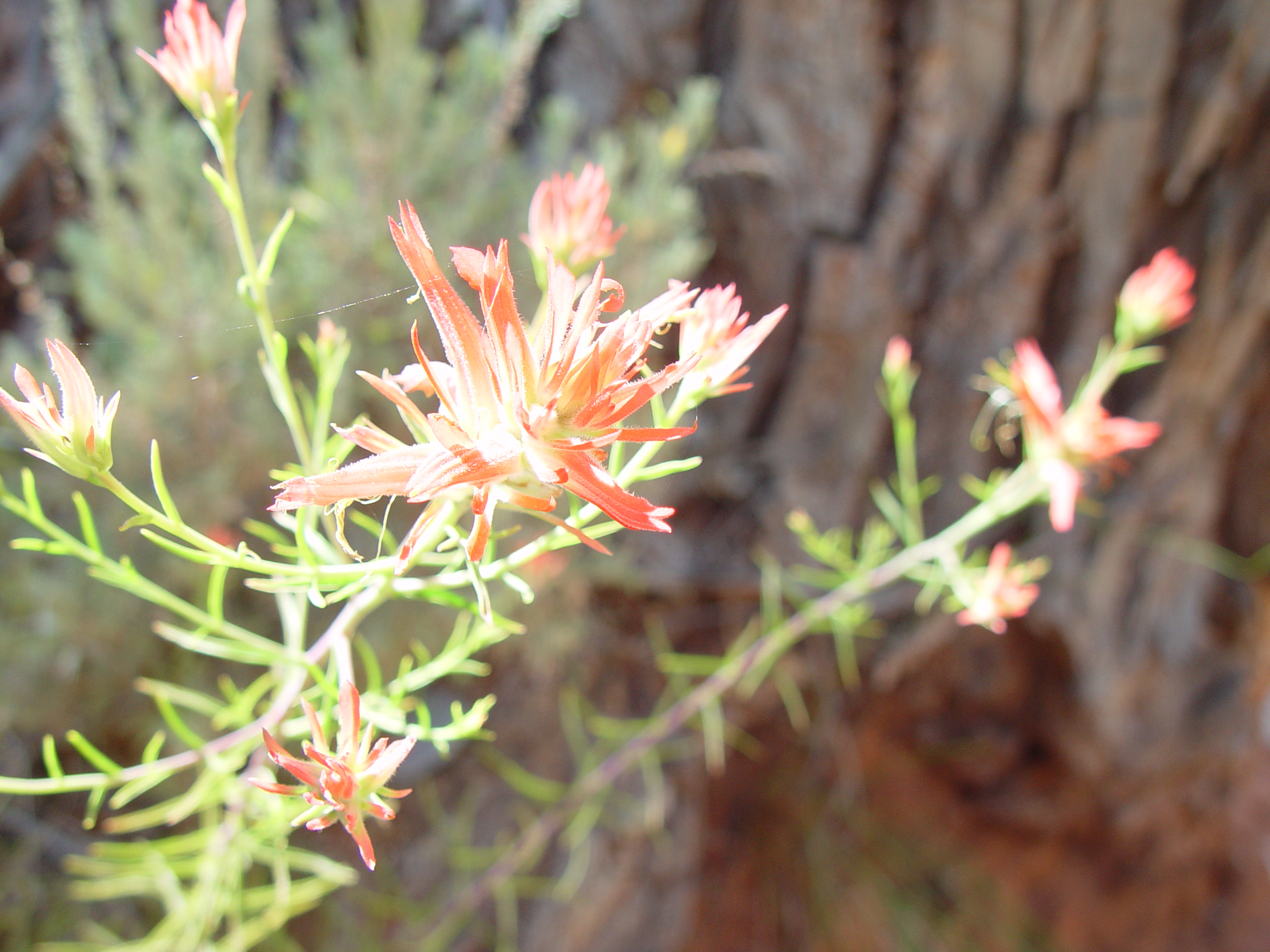 Fort Harmony, Kolob Canyon, Grandpa Palmer's Cabin (Southern Utah)