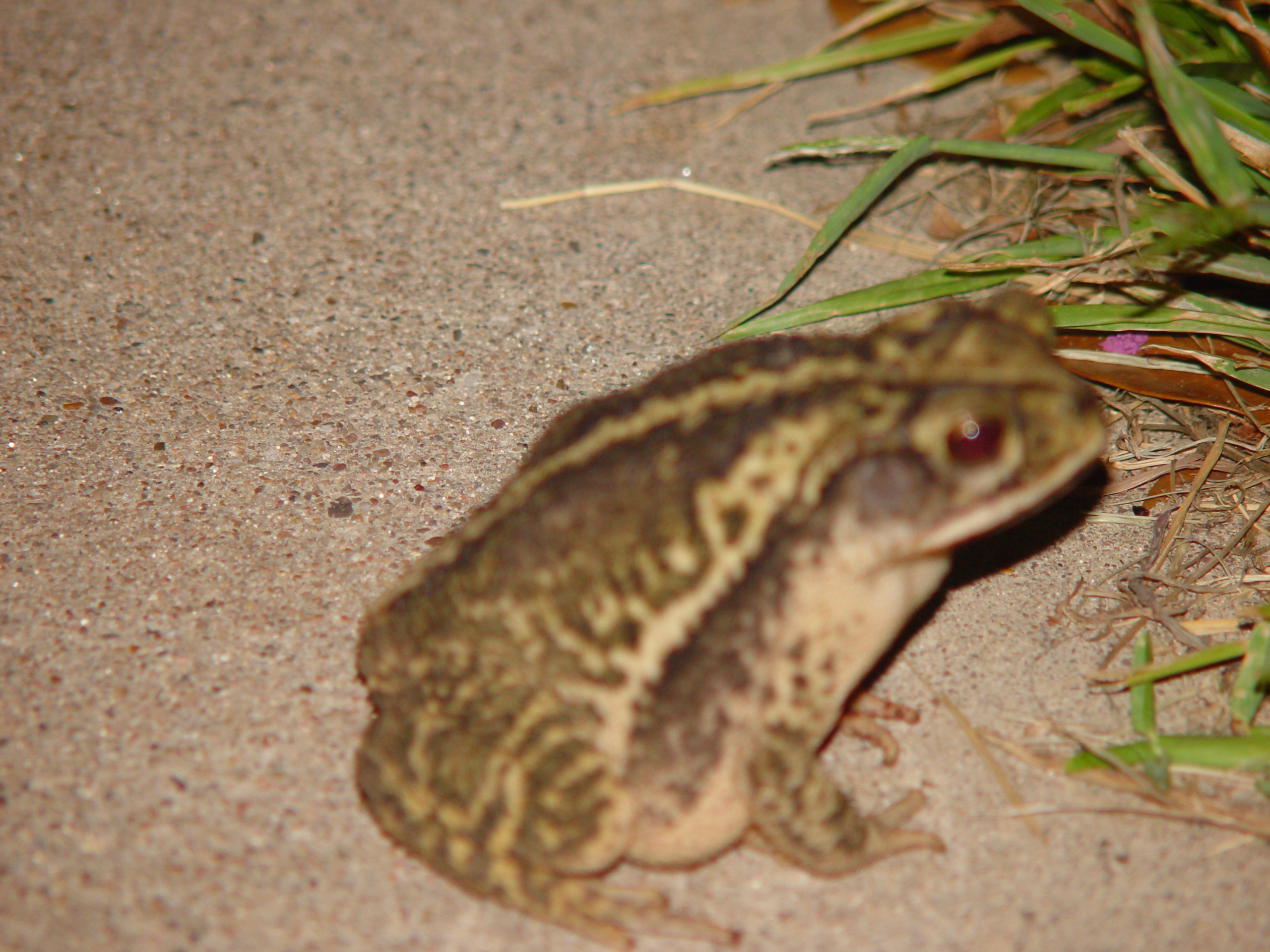 Playing With Our Pet Toad