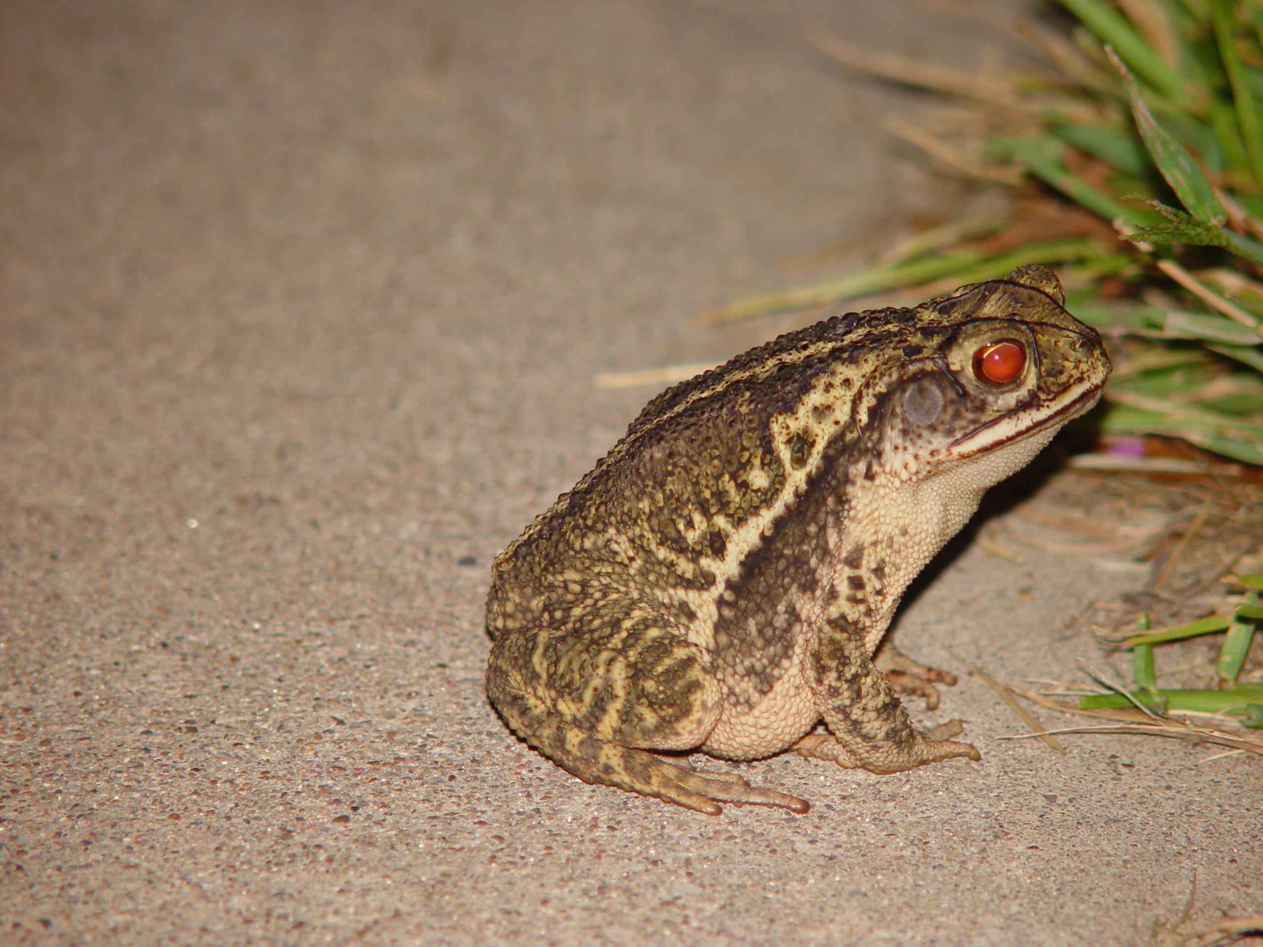 Playing With Our Pet Toad