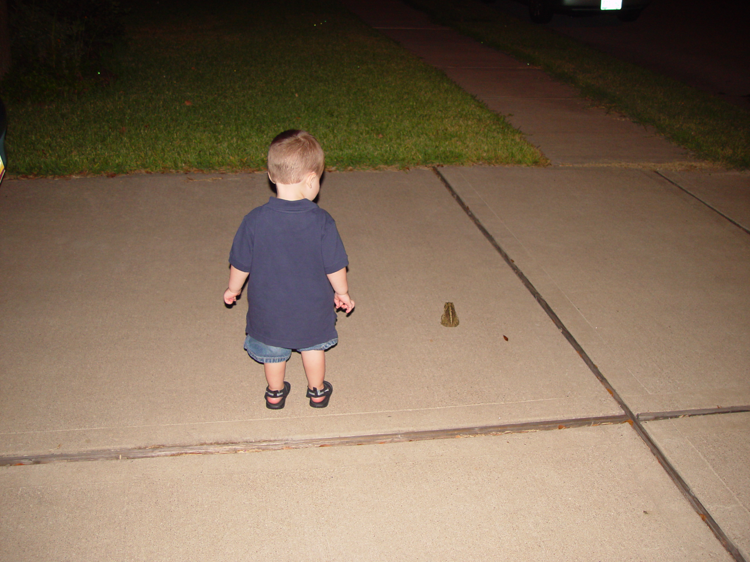 Playing With Our Pet Toad