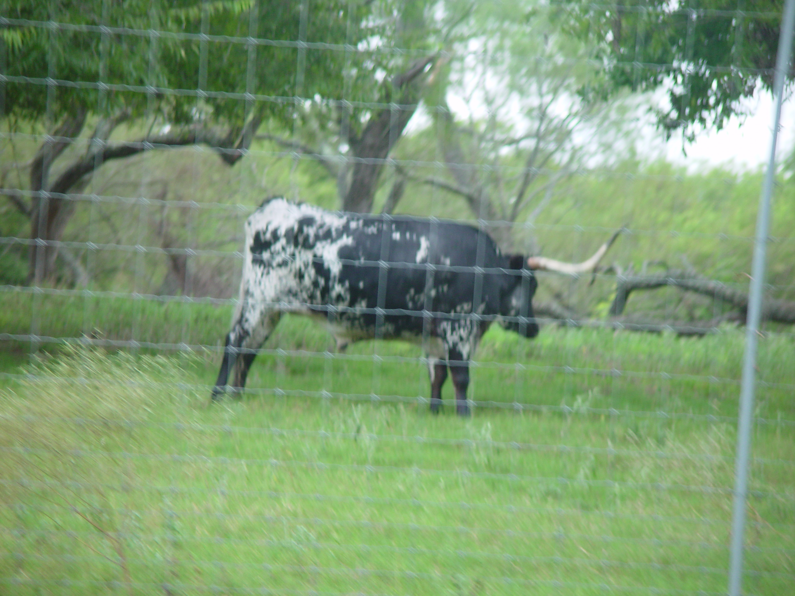 L.B.J. Boyhood Home & Ranch (Johnson City, Texas), The Salt Lick (Driftwood, Texas)