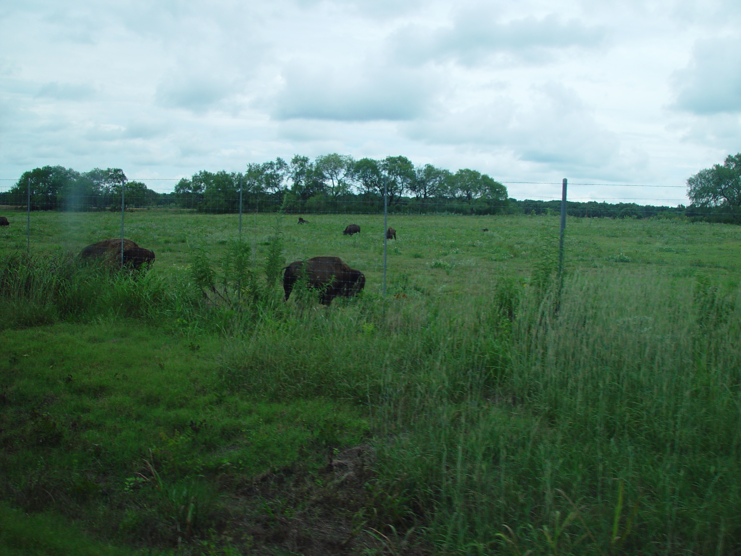 L.B.J. Boyhood Home & Ranch (Johnson City, Texas), The Salt Lick (Driftwood, Texas)