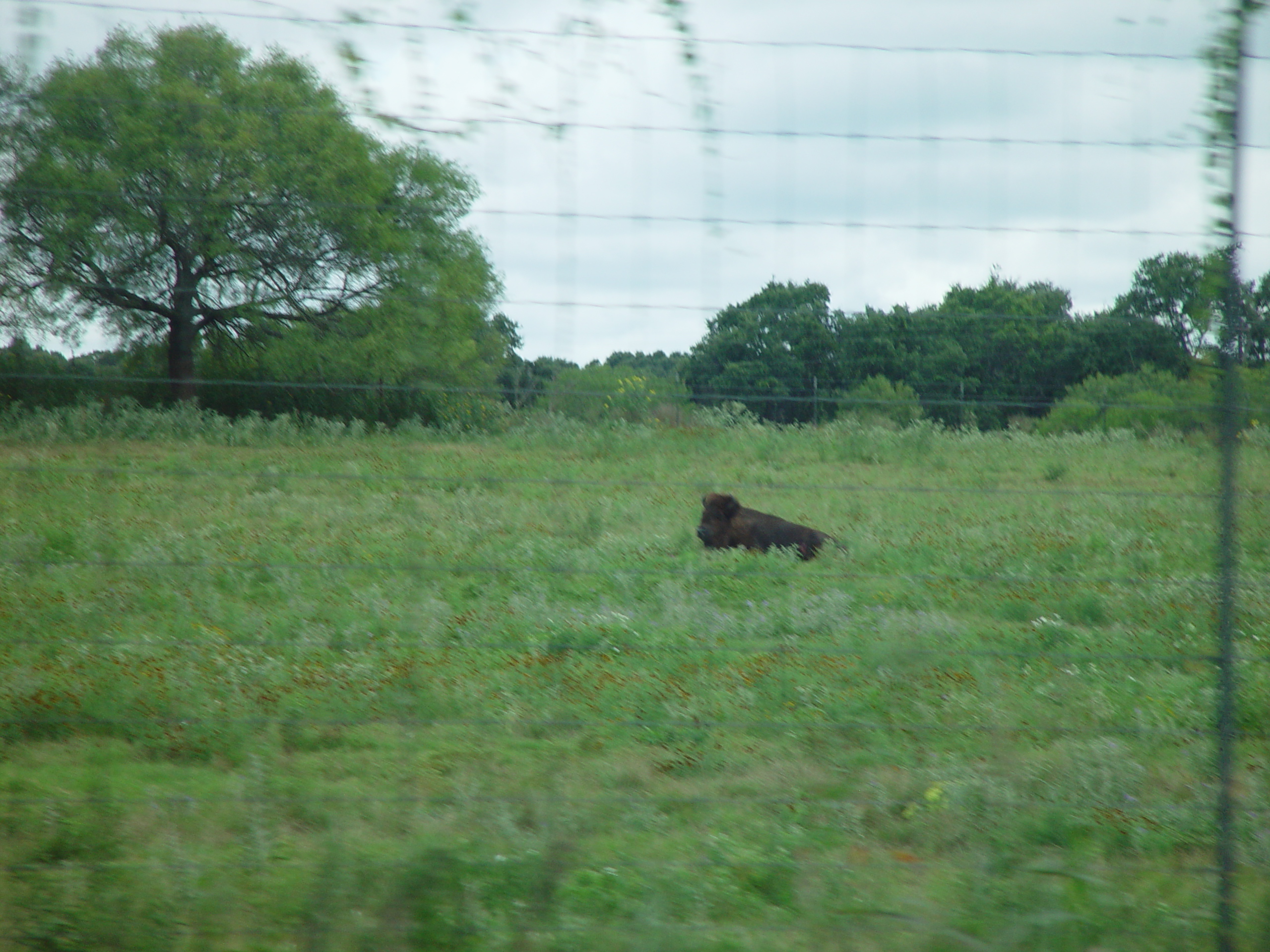 L.B.J. Boyhood Home & Ranch (Johnson City, Texas), The Salt Lick (Driftwood, Texas)