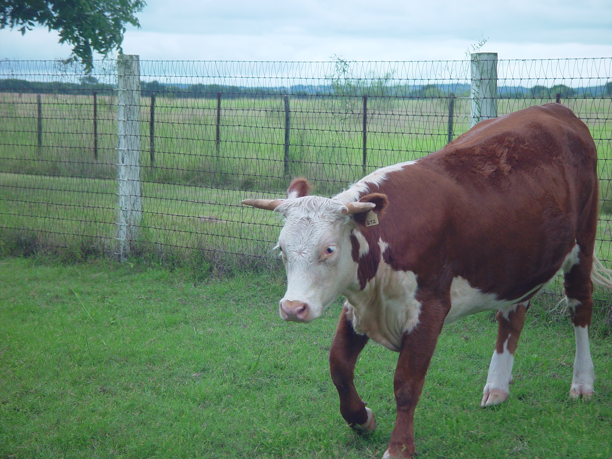 L.B.J. Boyhood Home & Ranch (Johnson City, Texas), The Salt Lick (Driftwood, Texas)