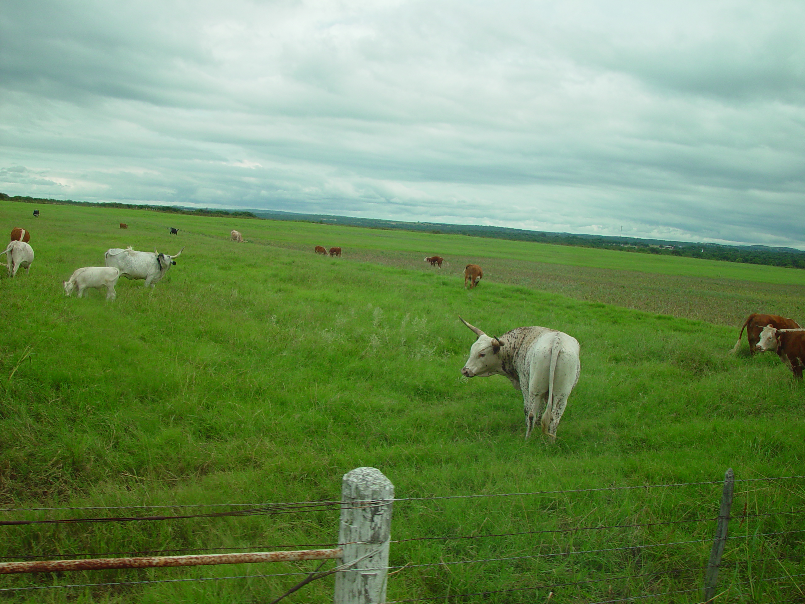 L.B.J. Boyhood Home & Ranch (Johnson City, Texas), The Salt Lick (Driftwood, Texas)