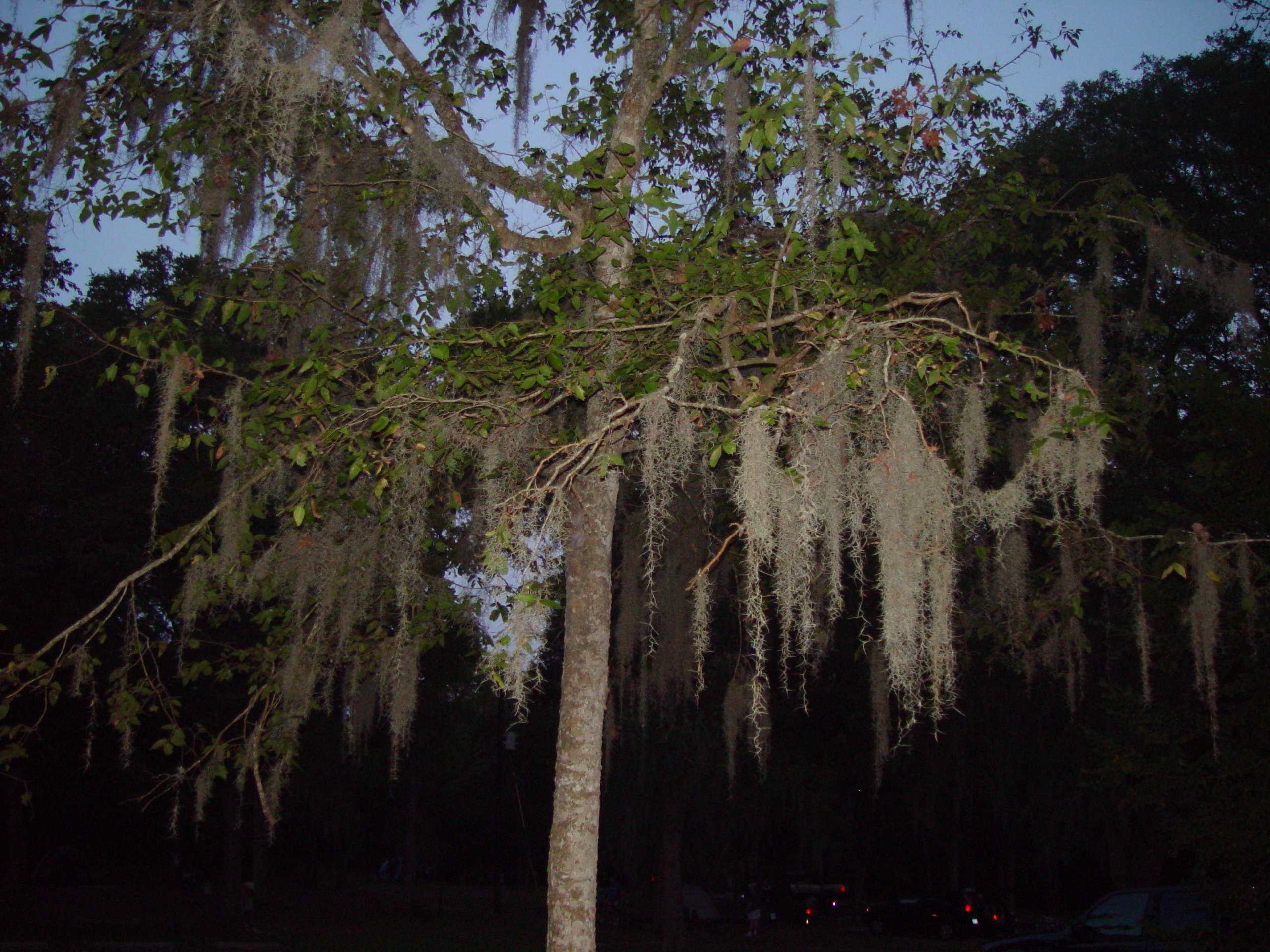 Varsity Scouts - Buescher State Park