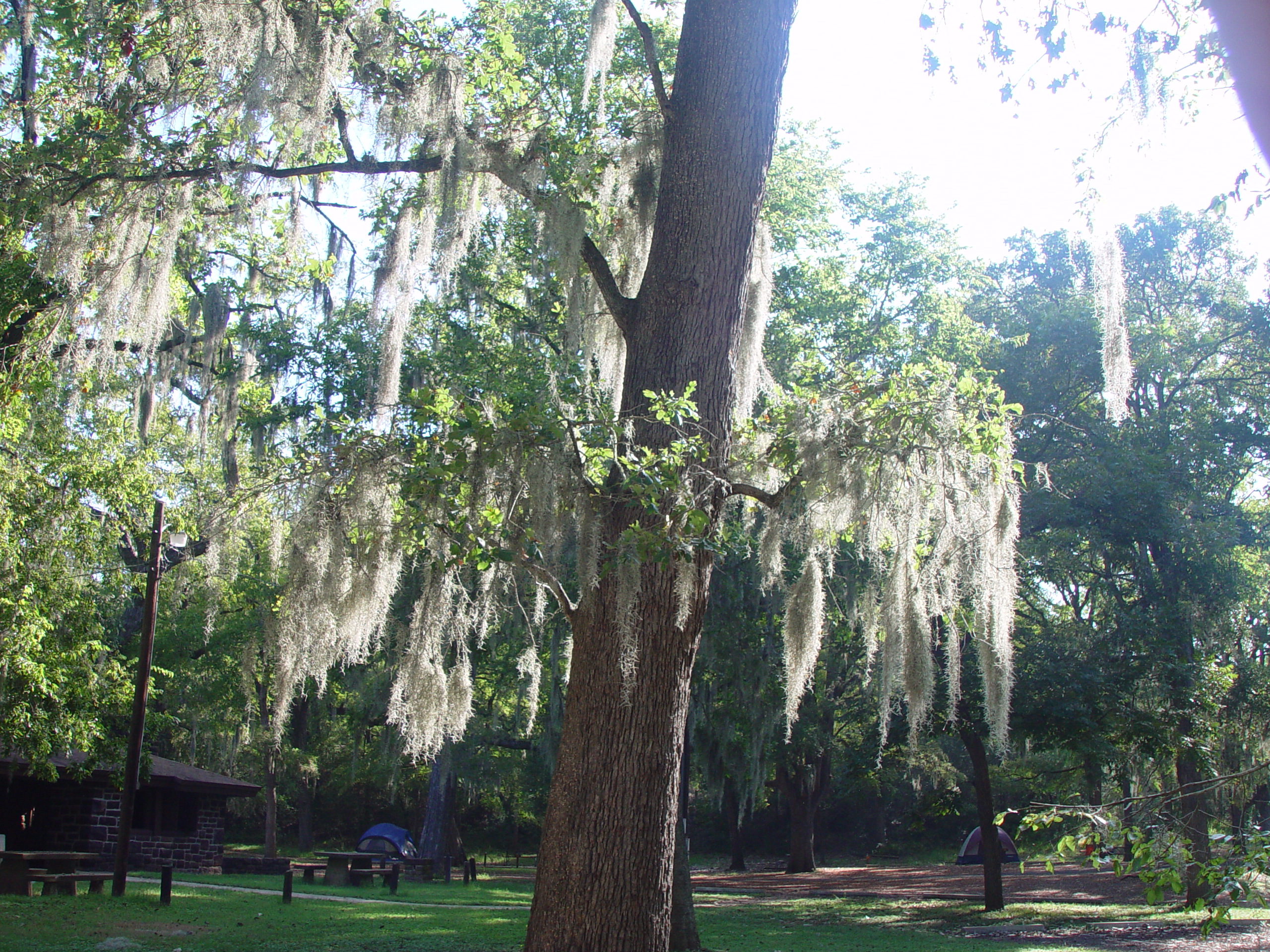 Varsity Scouts - Buescher State Park