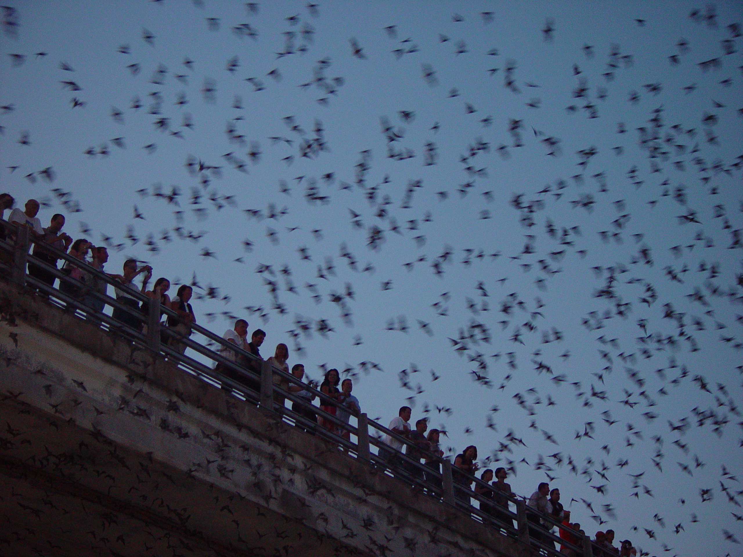 Sarah, Jason, and Hallie Dunn Come To Visit, The Austin Bats