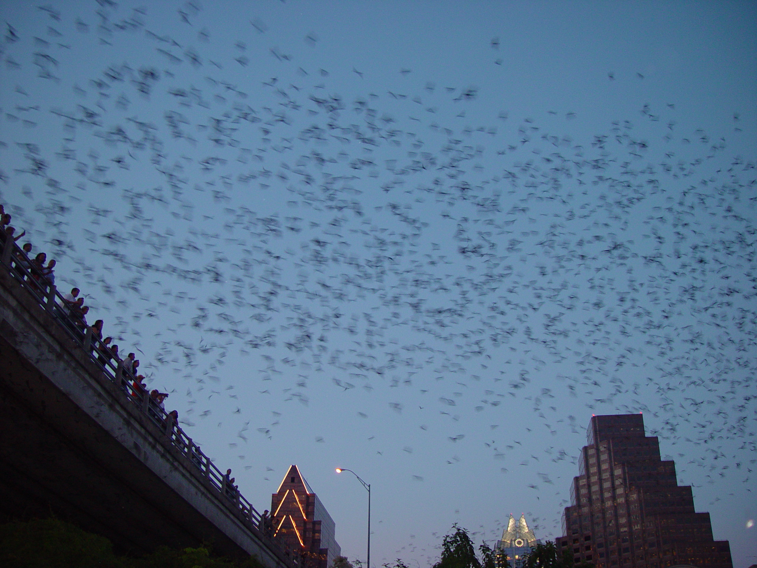 Sarah, Jason, and Hallie Dunn Come To Visit, The Austin Bats