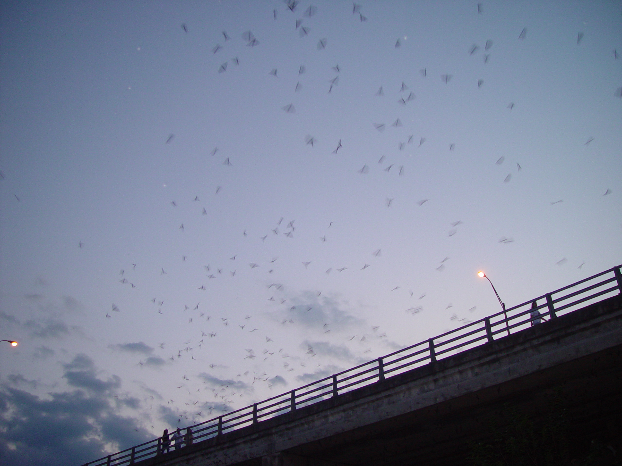 Sarah, Jason, and Hallie Dunn Come To Visit, The Austin Bats