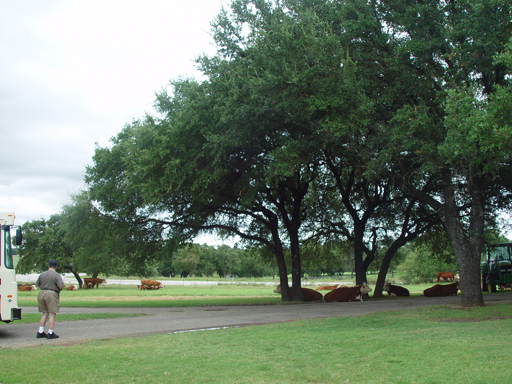 L.B.J. Boyhood Home & Ranch (Johnson City, Texas), The Salt Lick (Driftwood, Texas)