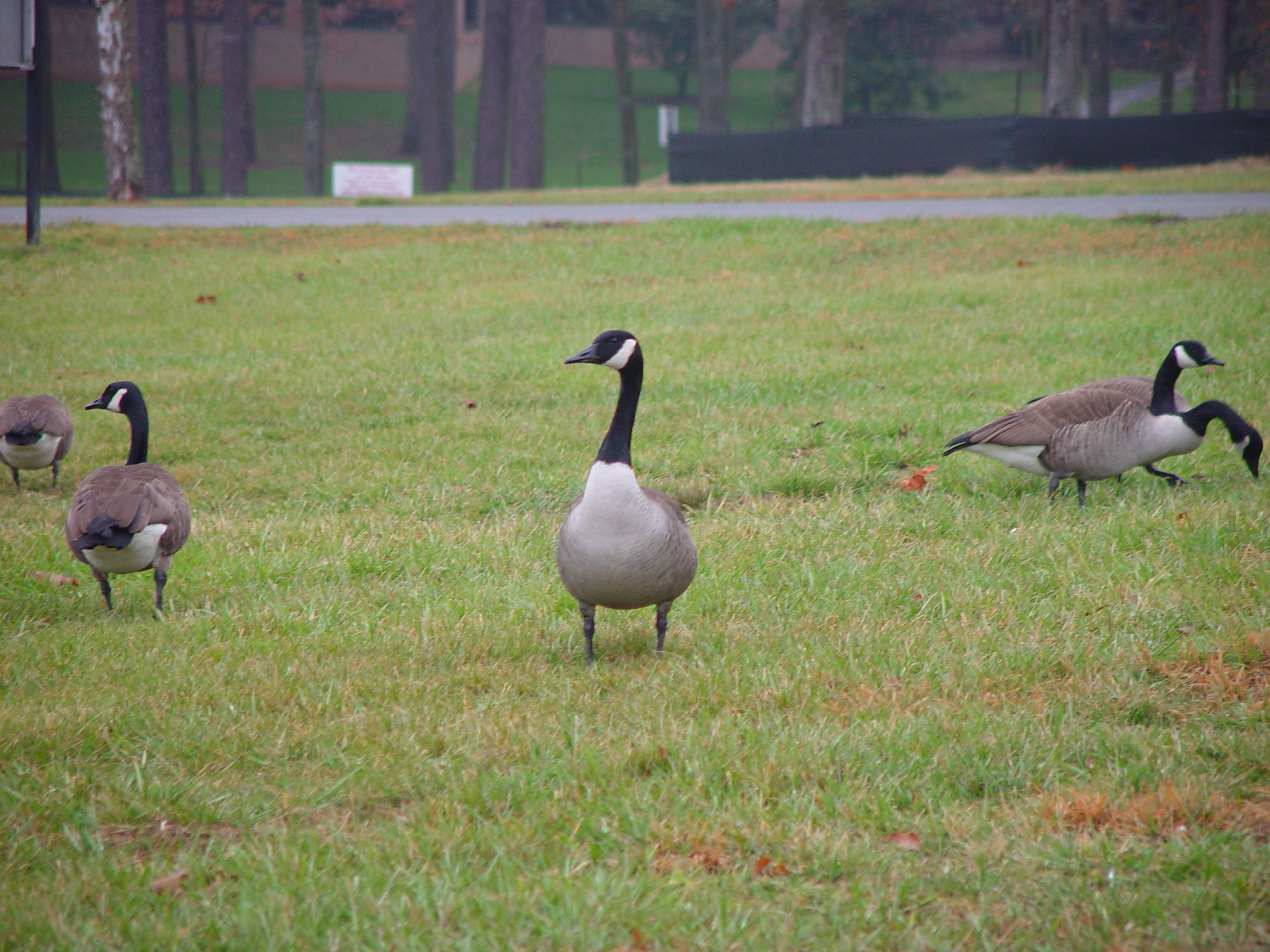 IBM Business Trip - Raleigh, North Carolina