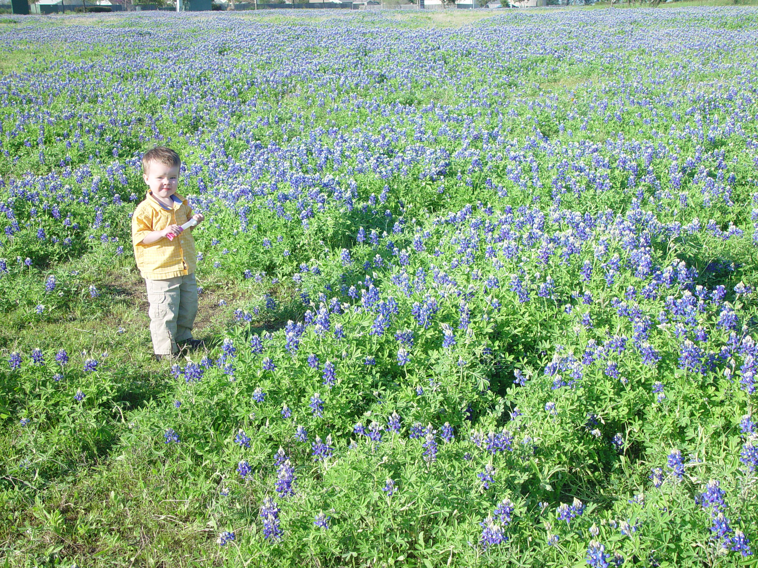 Texas Bluebonnets, Willow City Loop