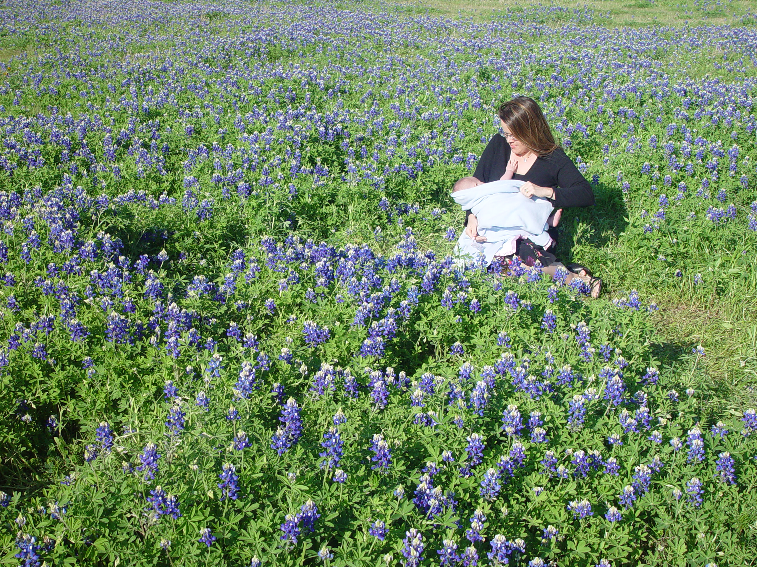 Texas Bluebonnets, Willow City Loop