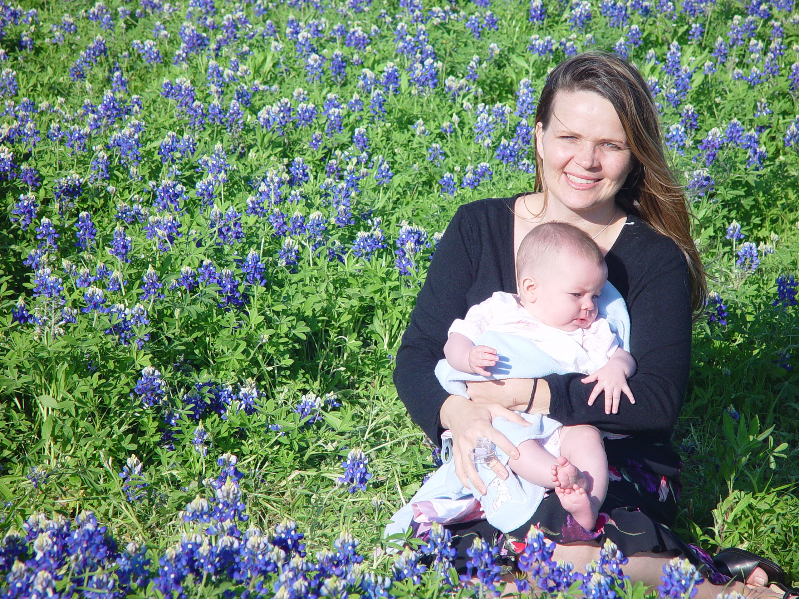 Texas Bluebonnets, Willow City Loop