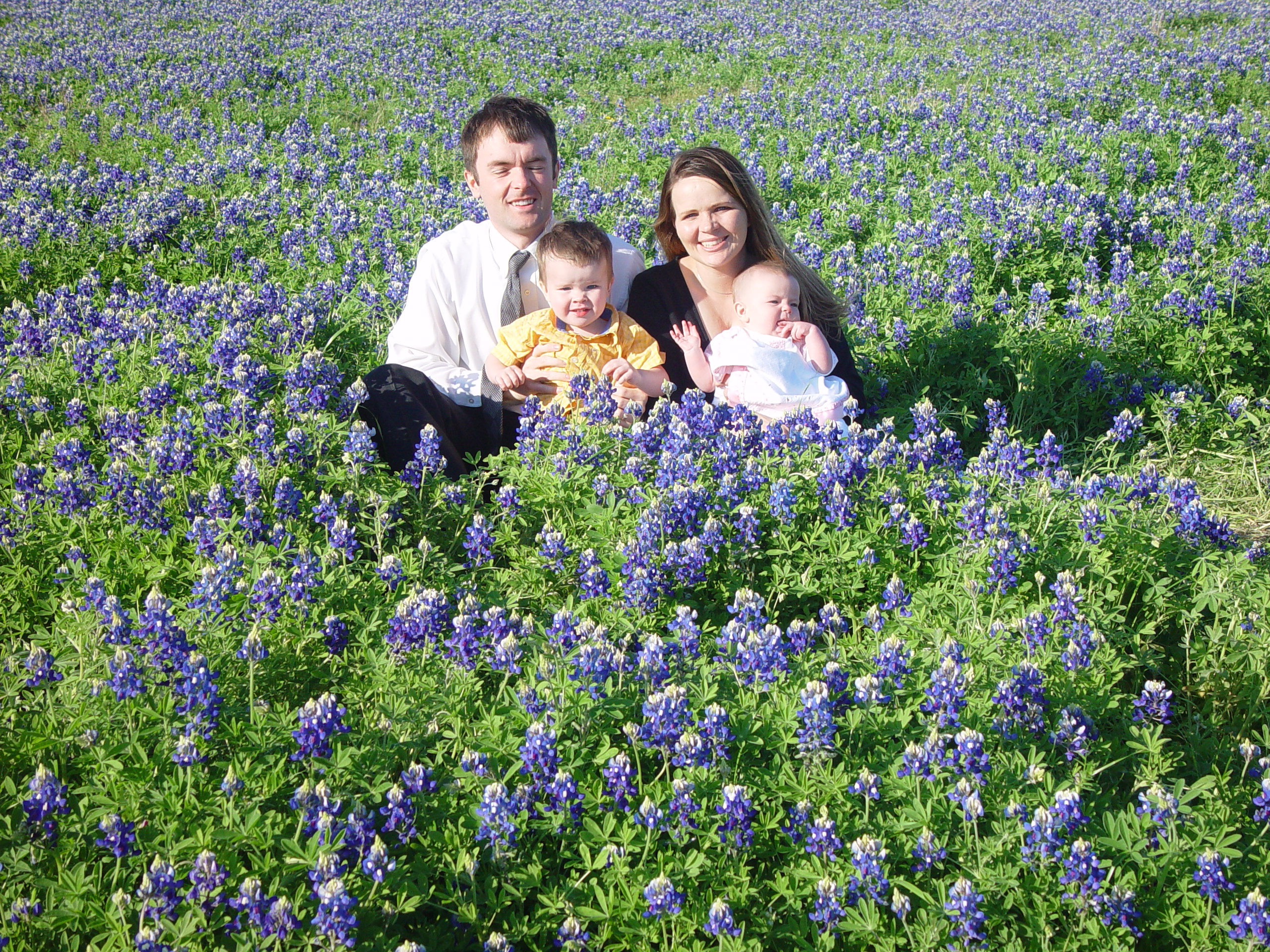 Texas Bluebonnets, Willow City Loop