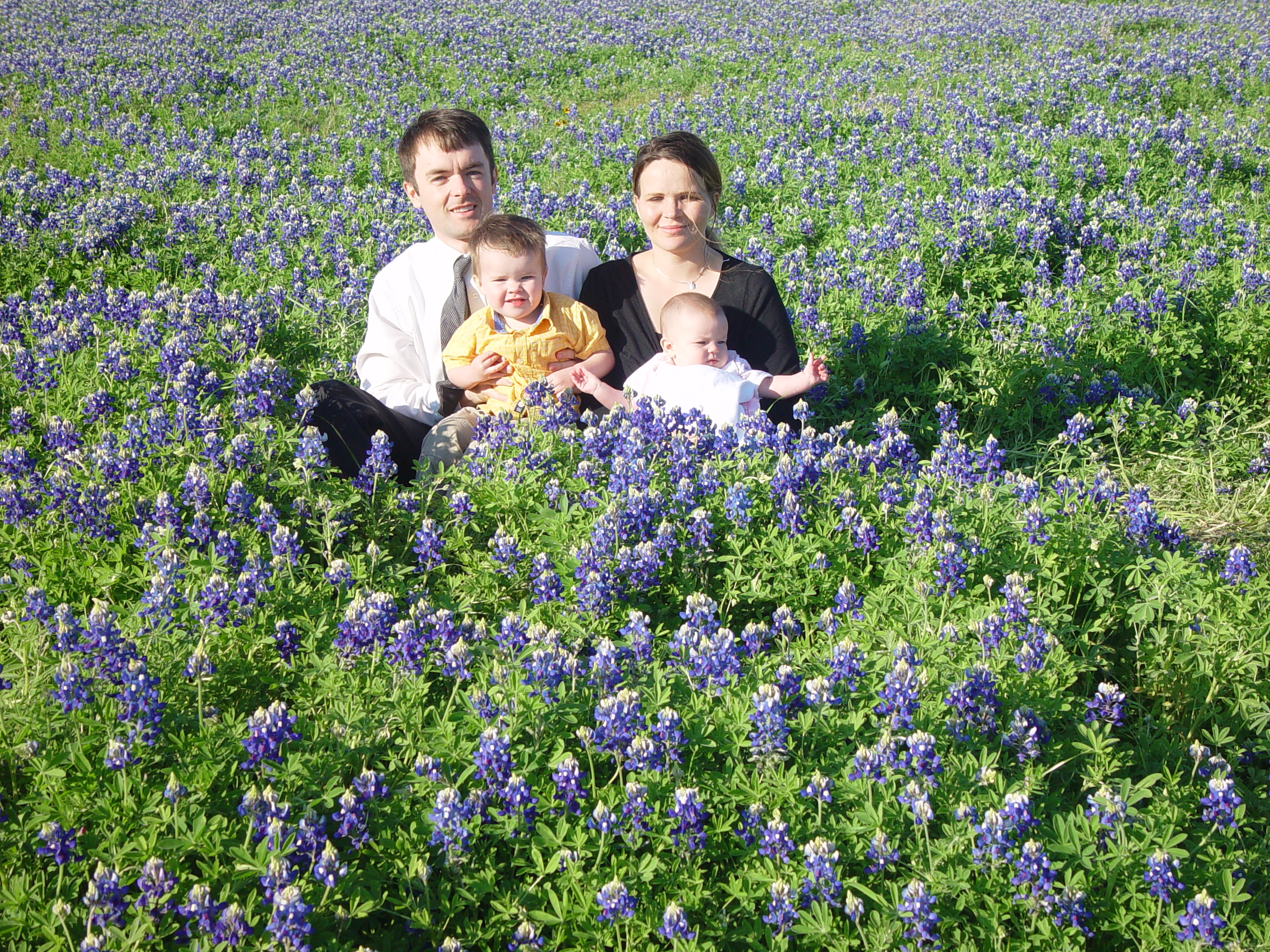 Texas Bluebonnets, Willow City Loop