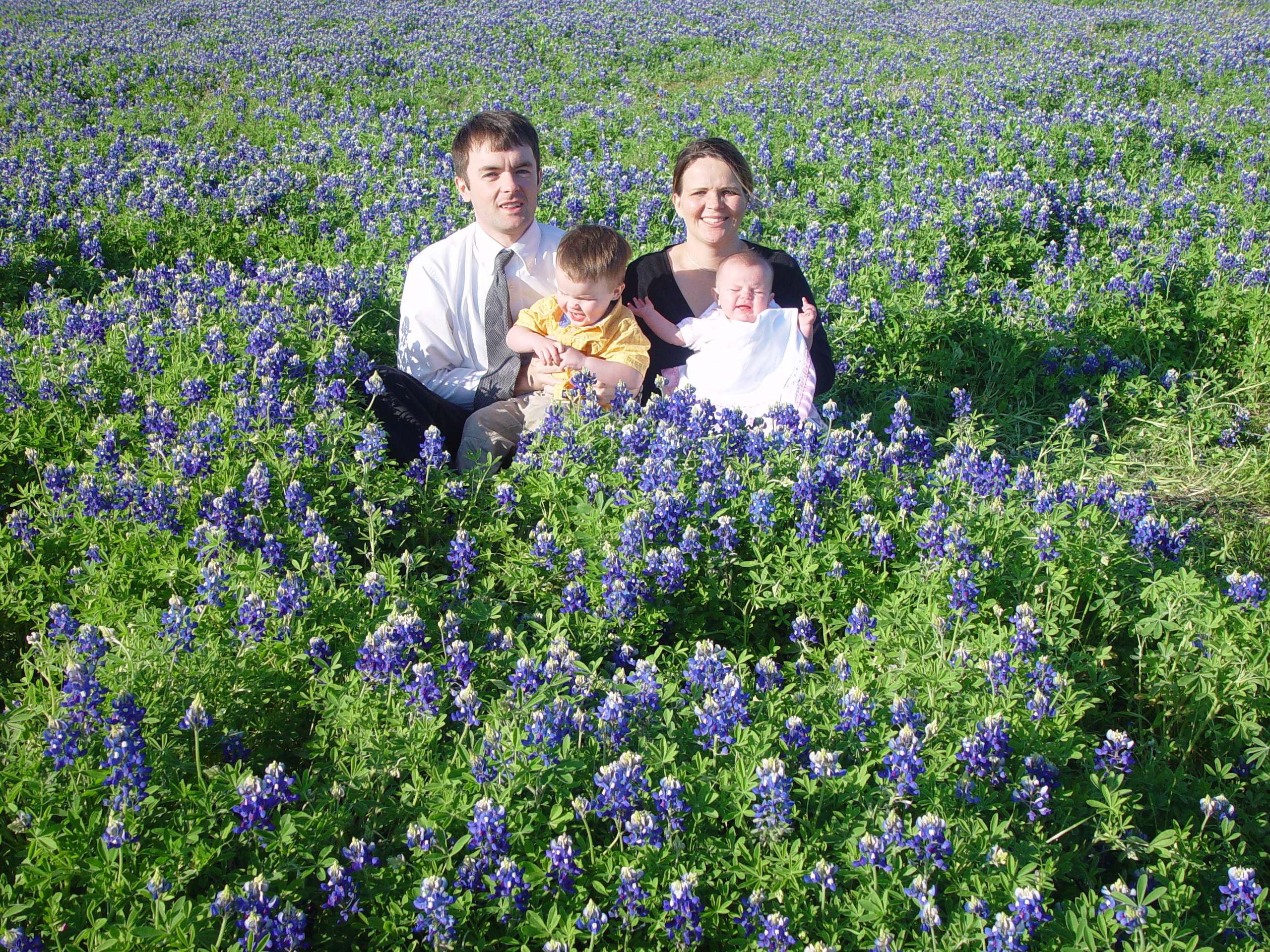 Texas Bluebonnets, Willow City Loop