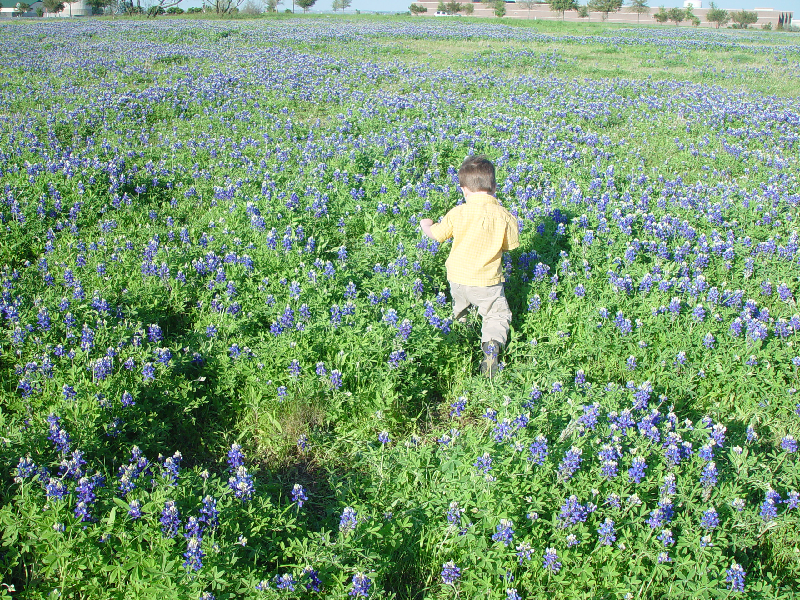 Texas Bluebonnets, Willow City Loop