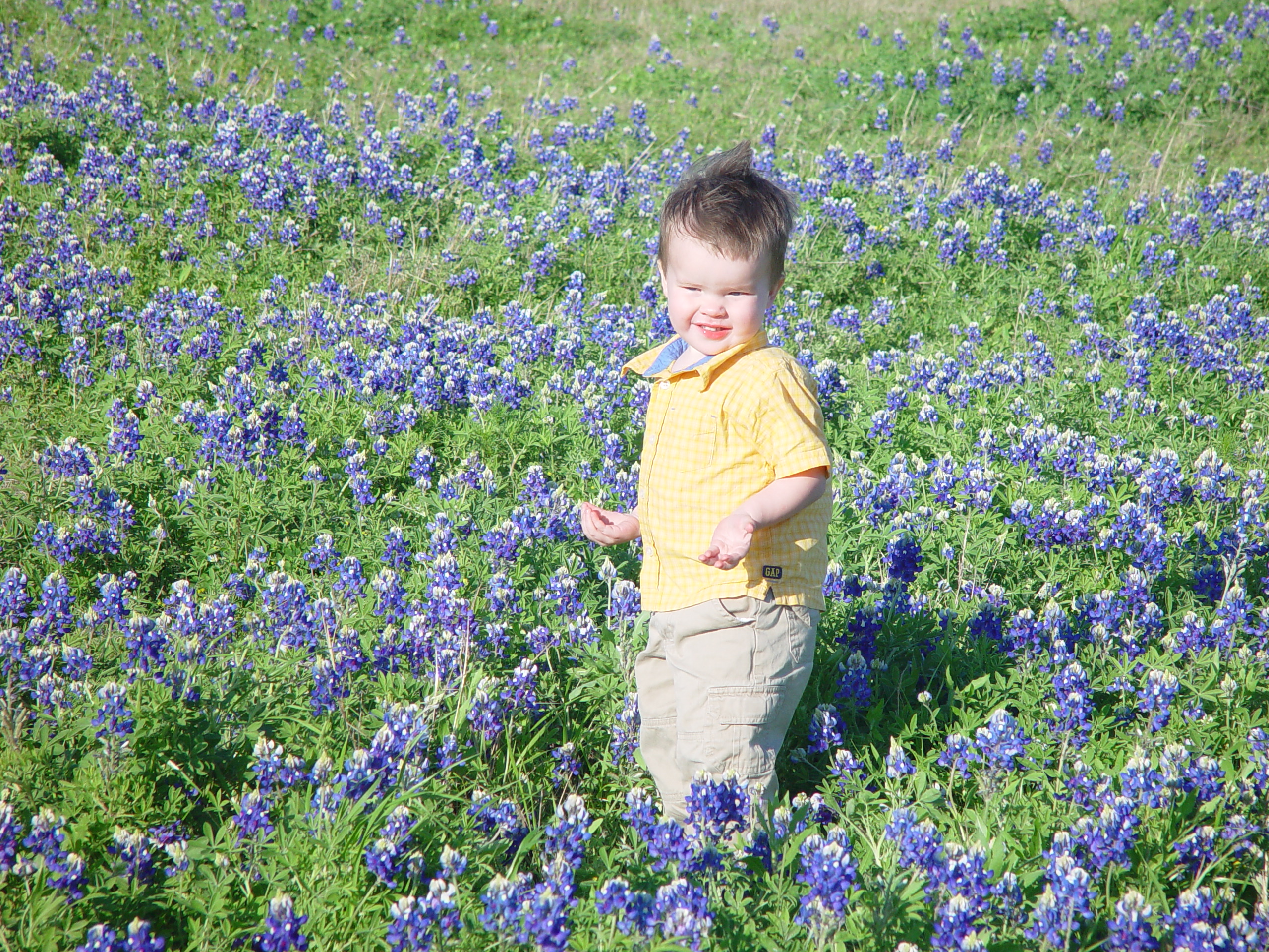 Texas Bluebonnets, Willow City Loop