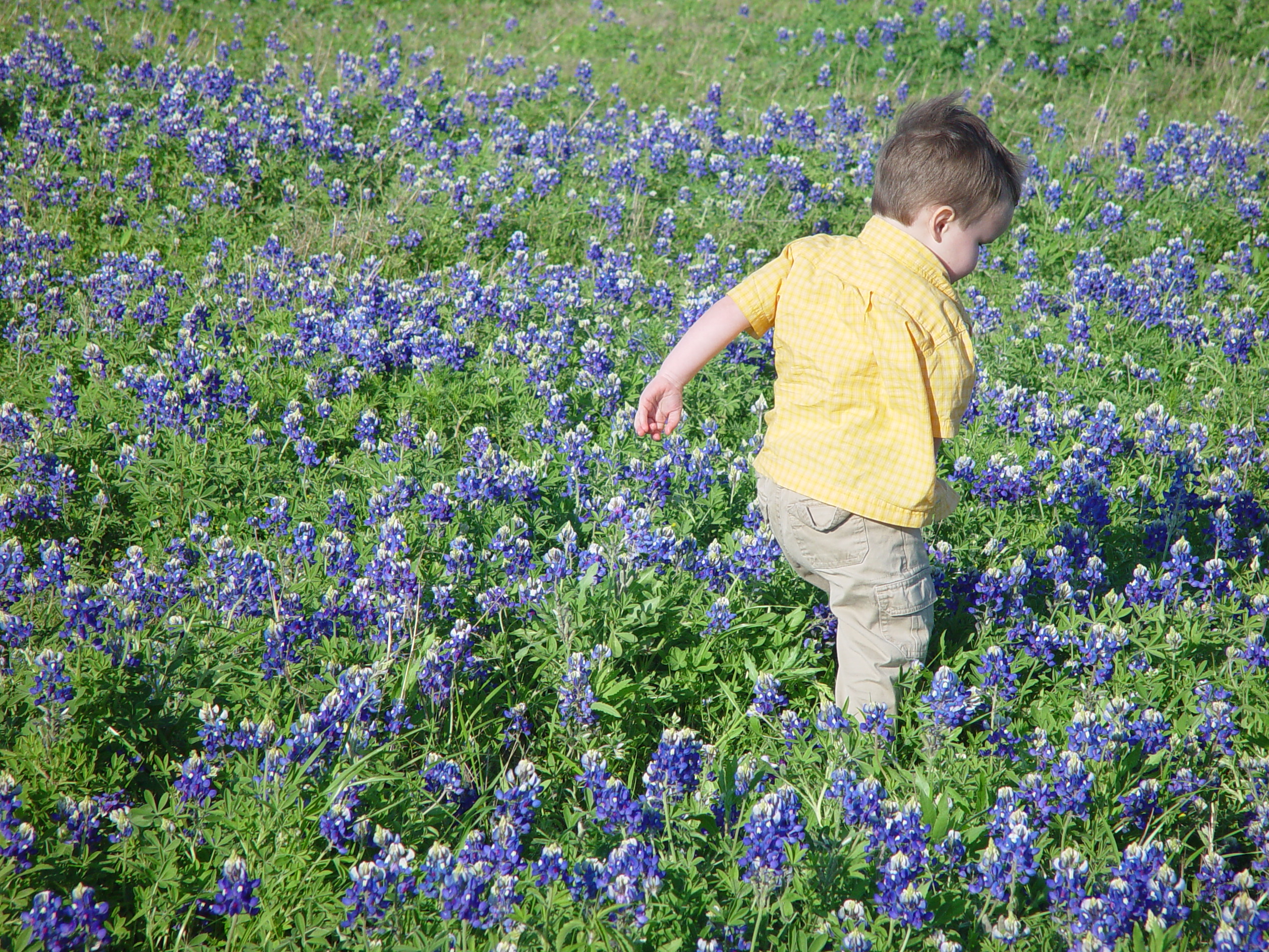 Texas Bluebonnets, Willow City Loop