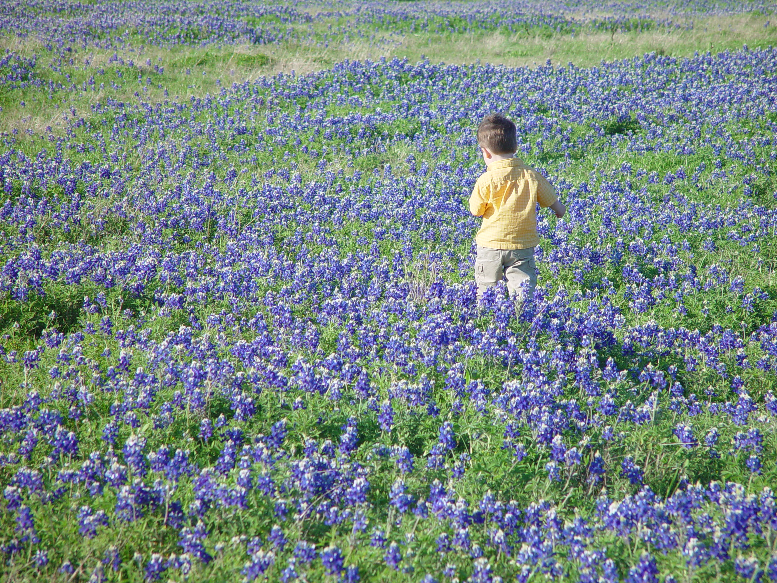 Texas Bluebonnets, Willow City Loop