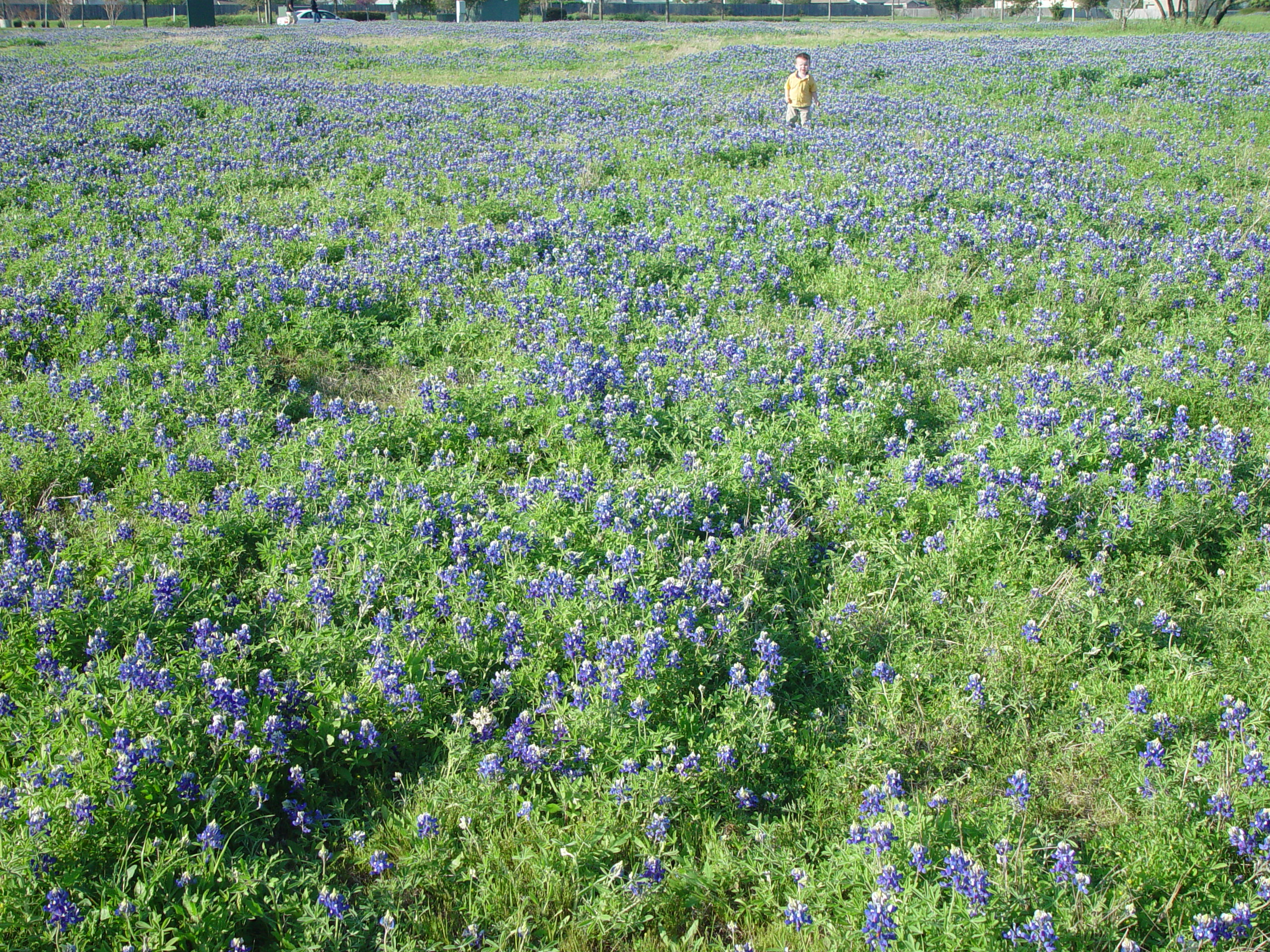 Texas Bluebonnets, Willow City Loop