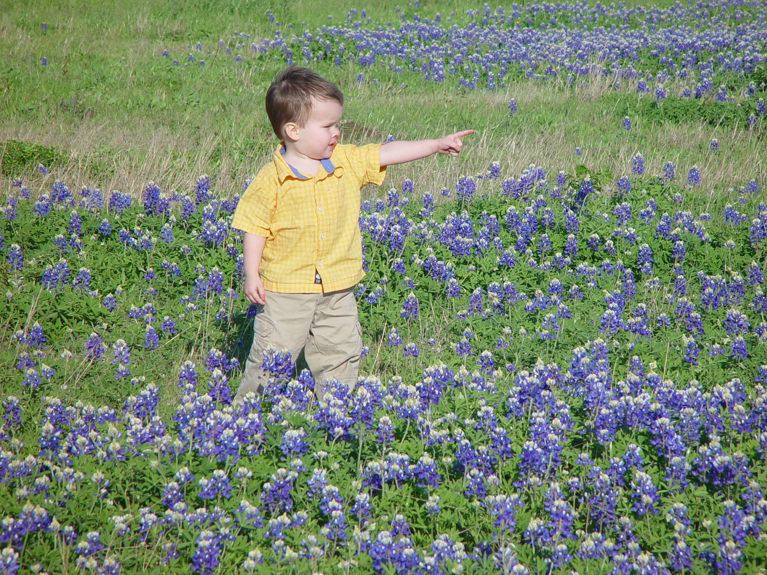 Texas Bluebonnets, Willow City Loop