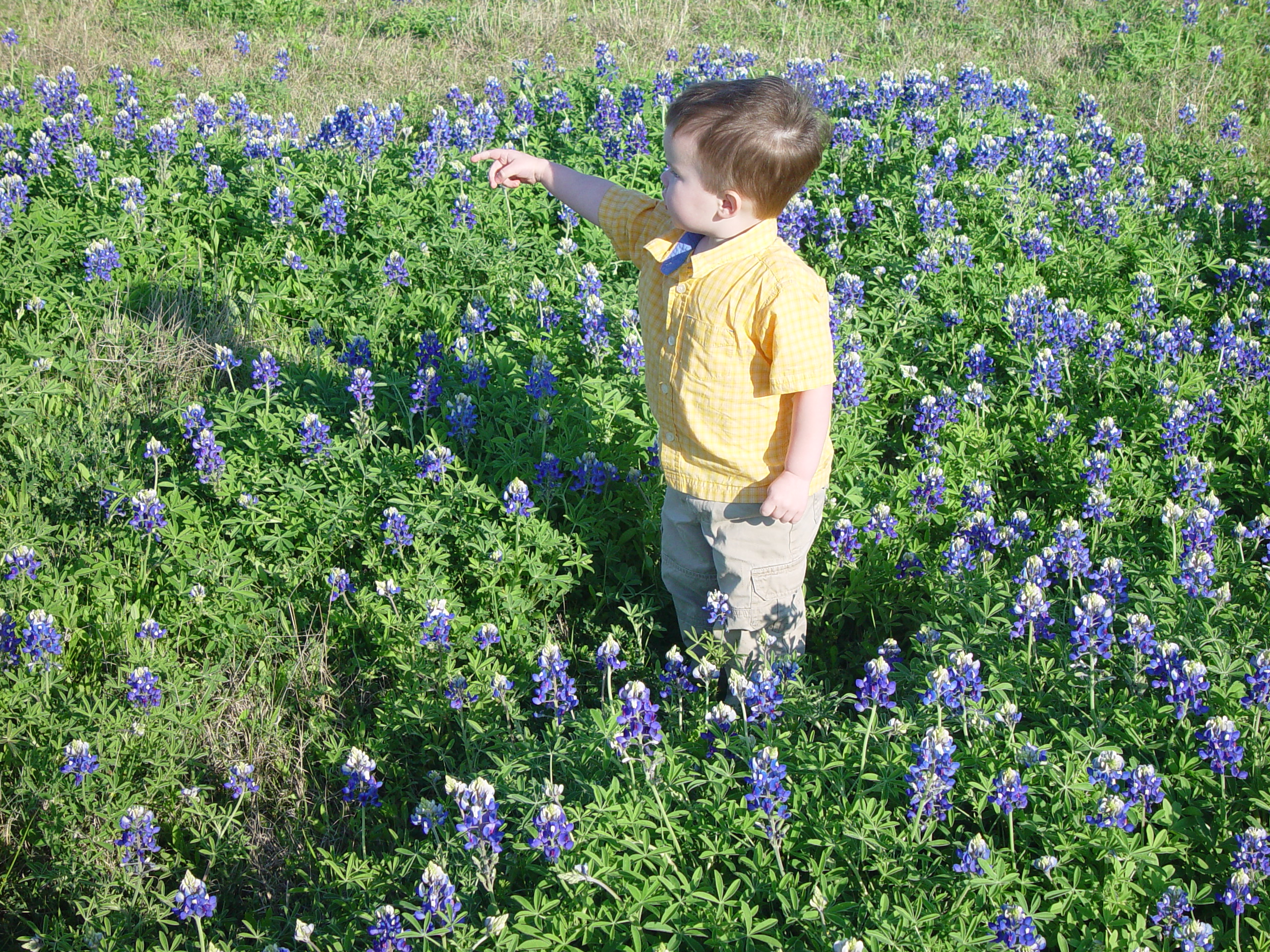 Texas Bluebonnets, Willow City Loop