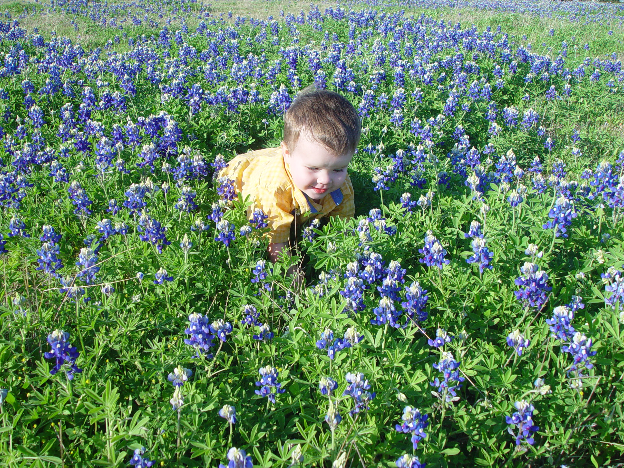 Texas Bluebonnets, Willow City Loop