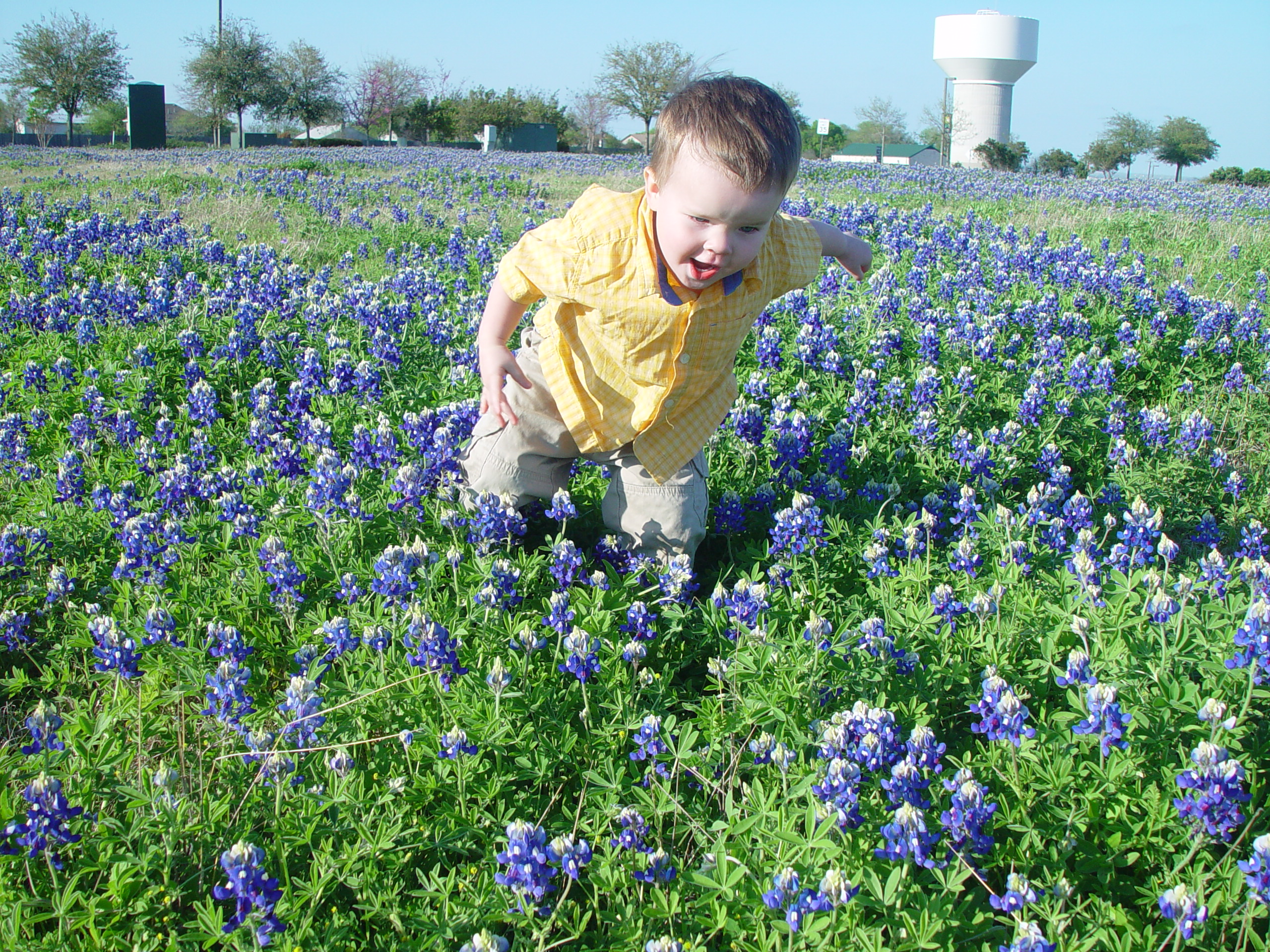 Texas Bluebonnets, Willow City Loop