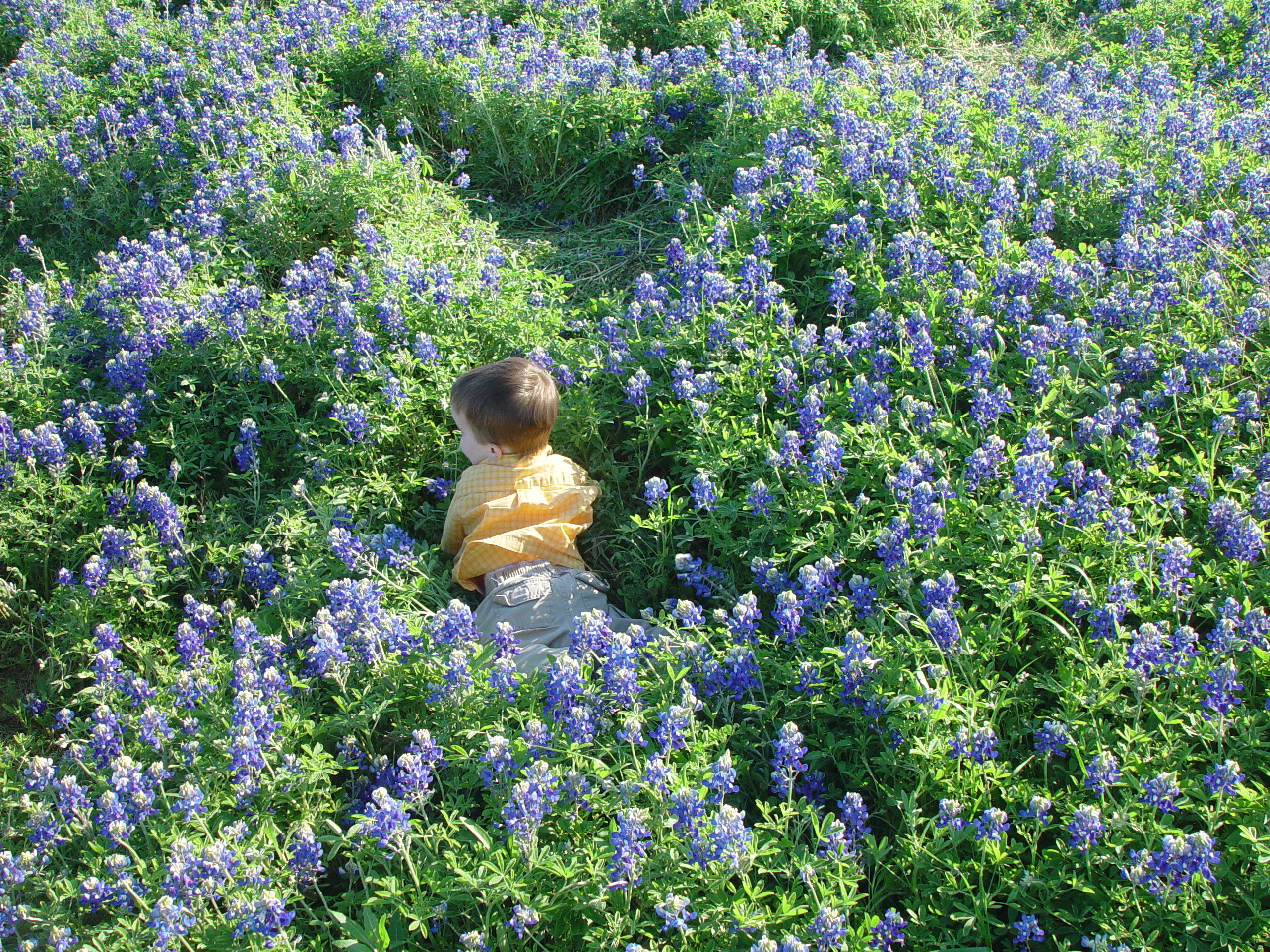 Texas Bluebonnets, Willow City Loop